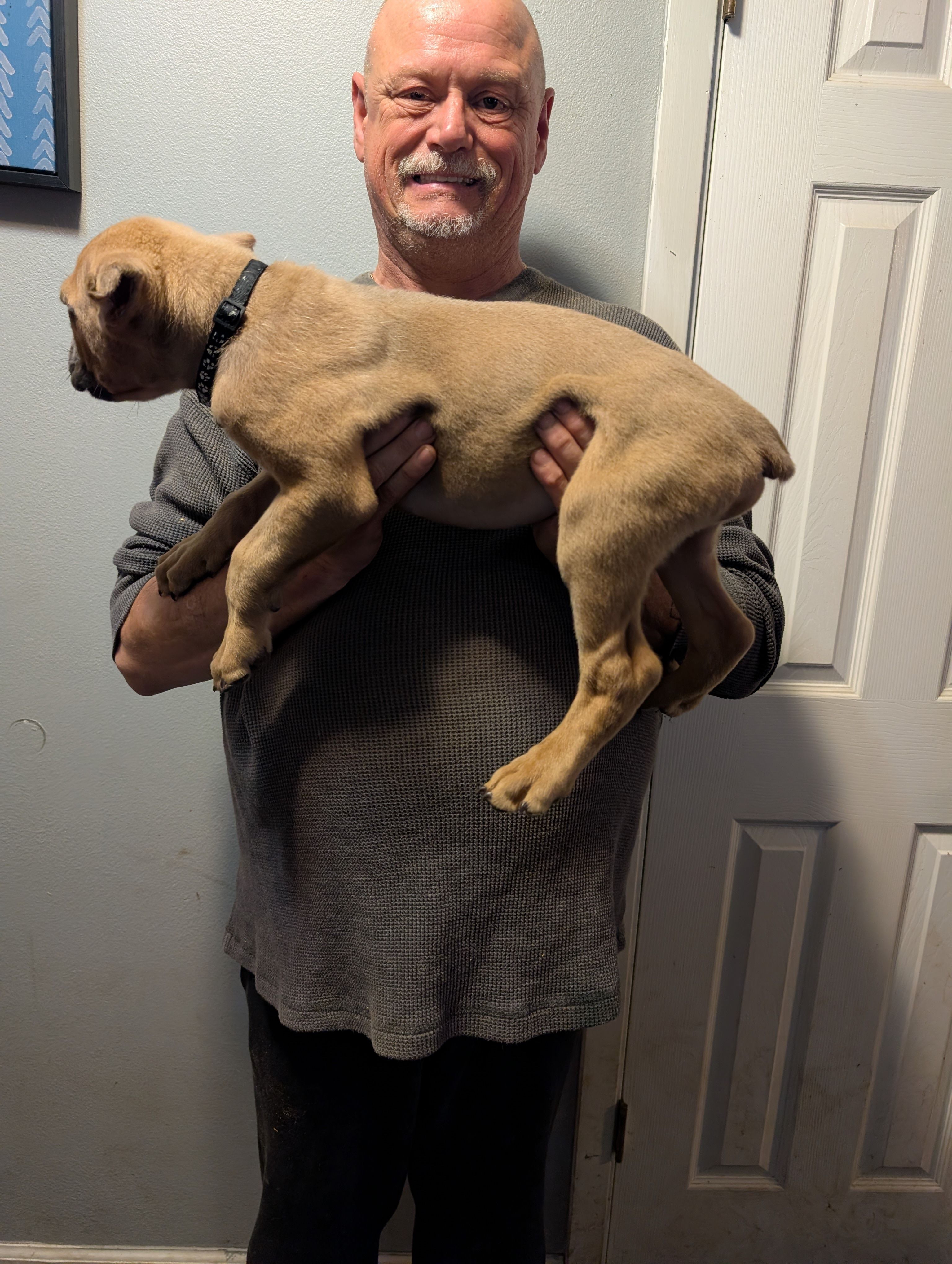 Sadie's Black Collar Male, a male Cane Corso for sale in Clinton, MO – 3 of 4