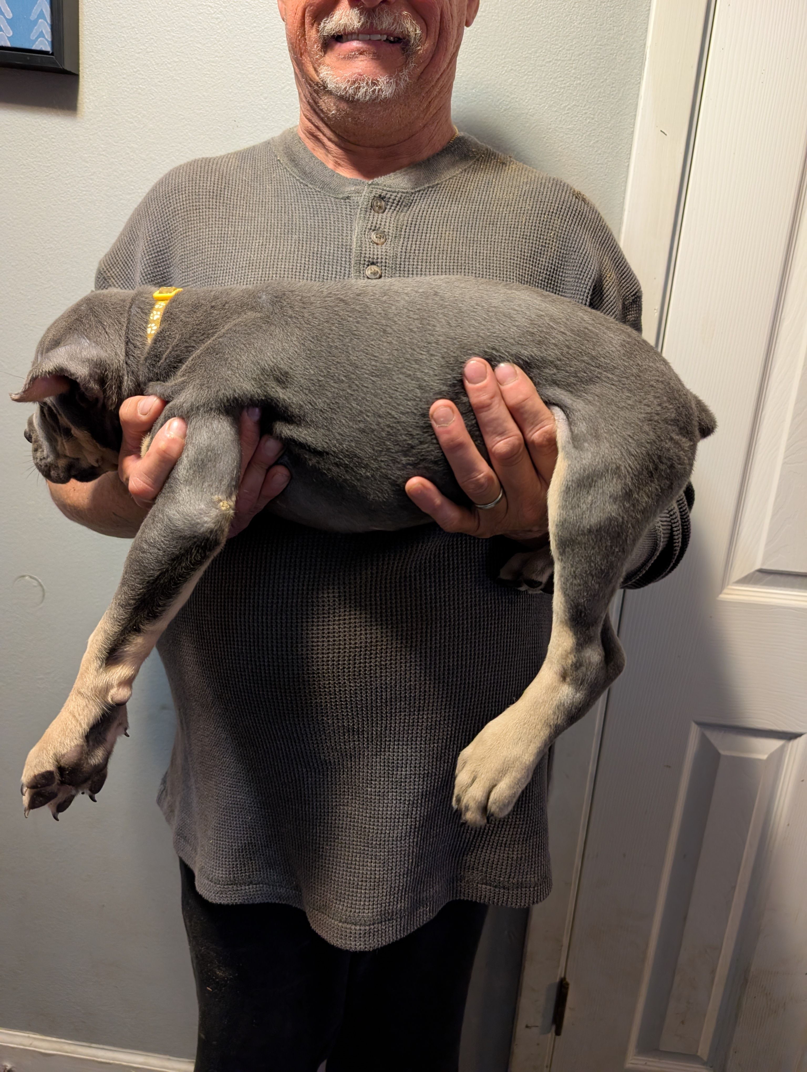 Sadie's Yellow Collar Female, a female Cane Corso for sale in Clinton, MO – 3 of 4