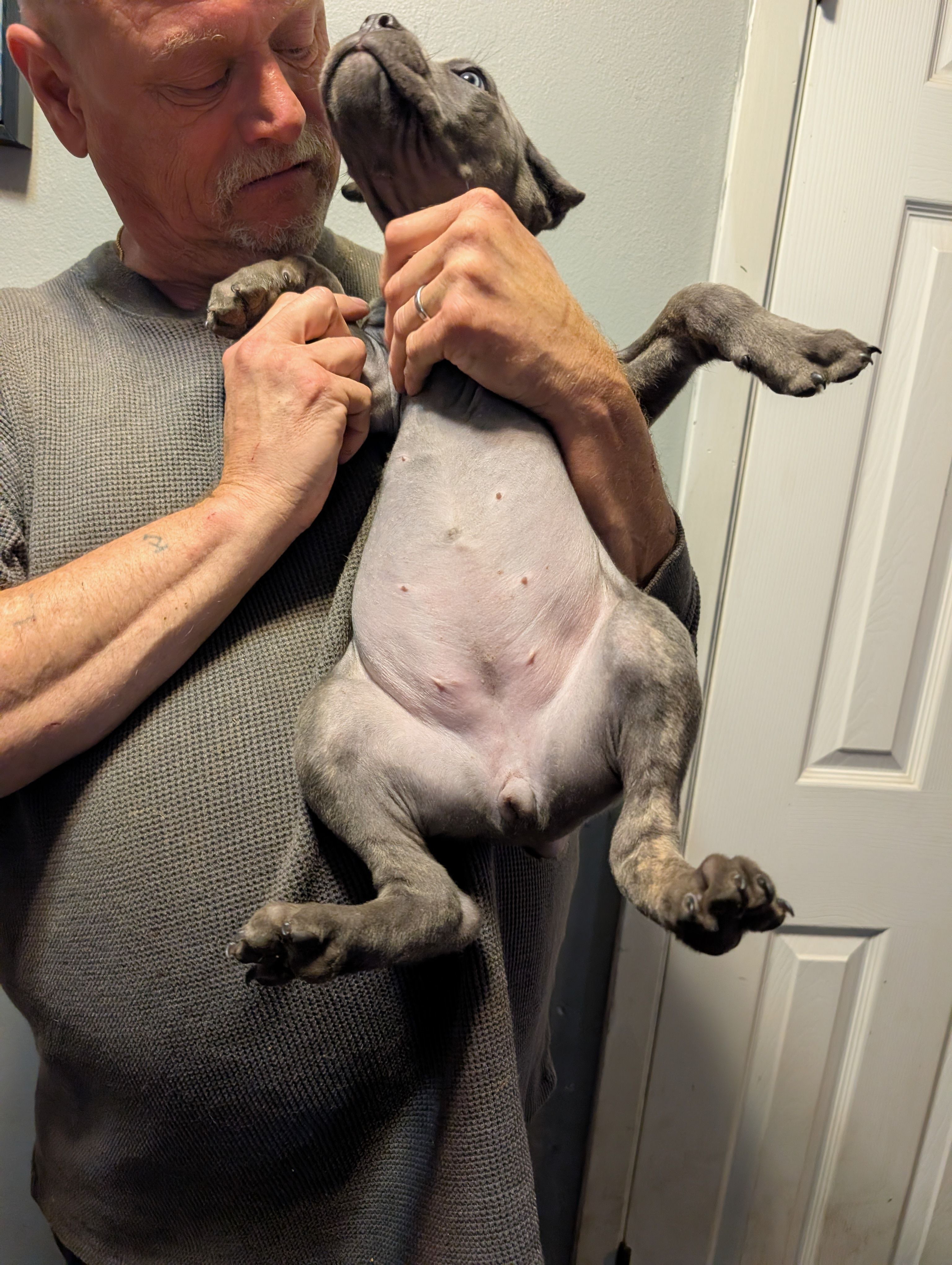 Sadie's Purple Collar Female, a female Cane Corso for sale in Clinton, MO – 4 of 5