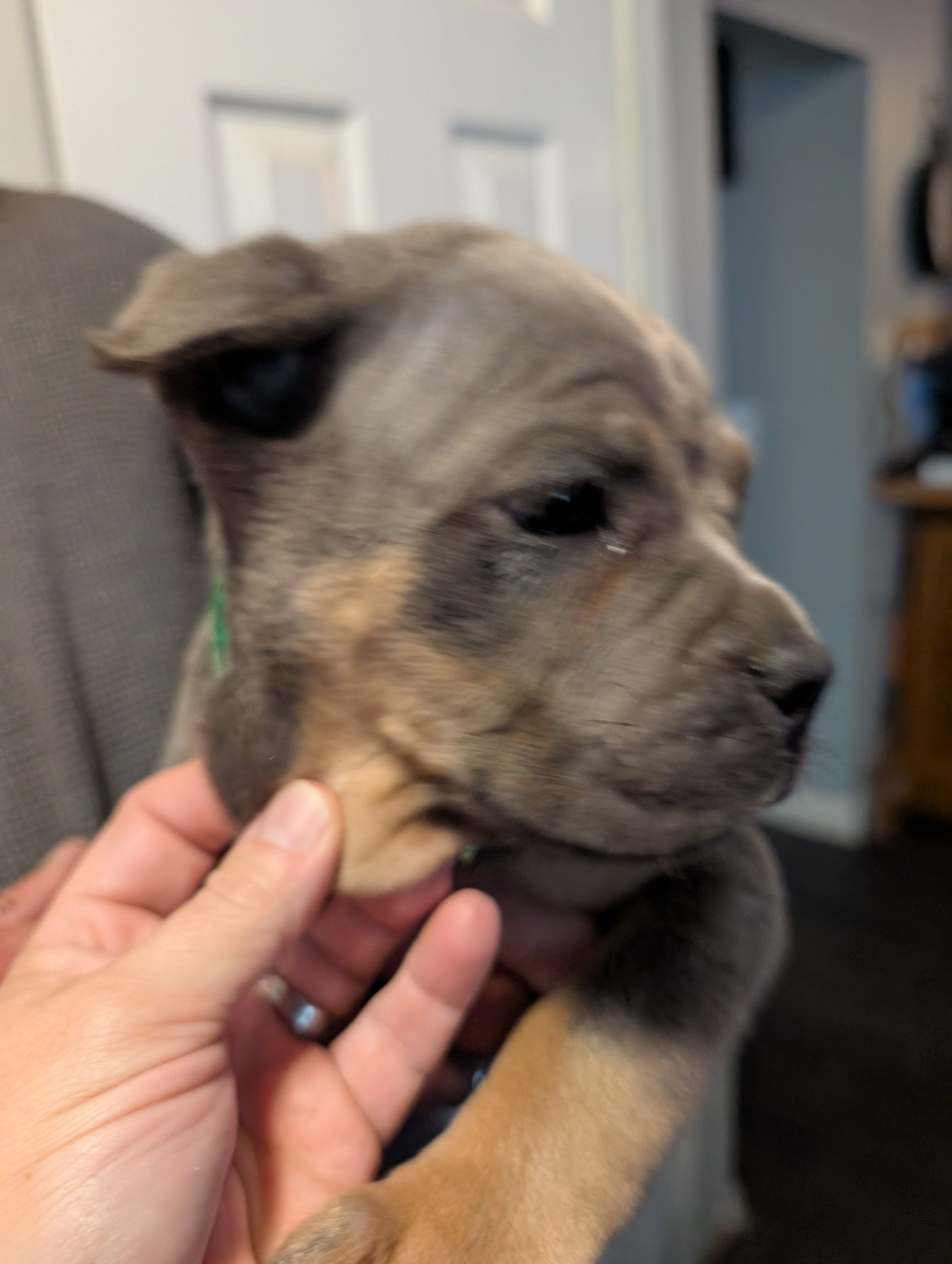 Sadie's Green Collar Male, a male Cane Corso for sale in Clinton, MO – 3 of 7