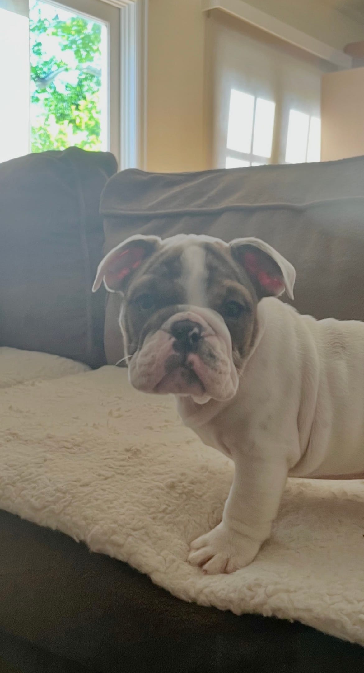 Charlie  – English Bulldog puppy for sale in Anaheim, CA
