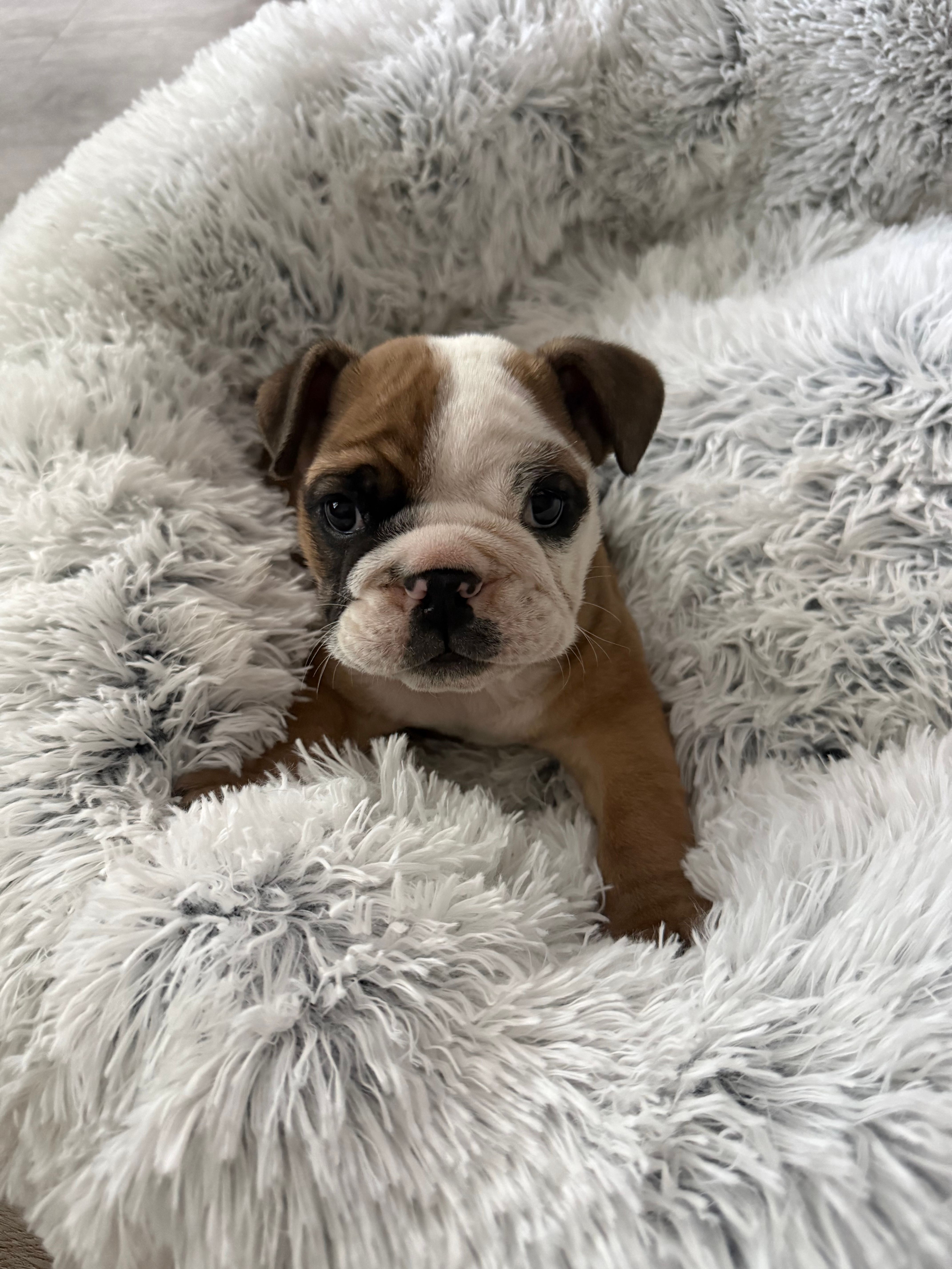 Racoon – English Bulldog puppy for sale in Anaheim, CA