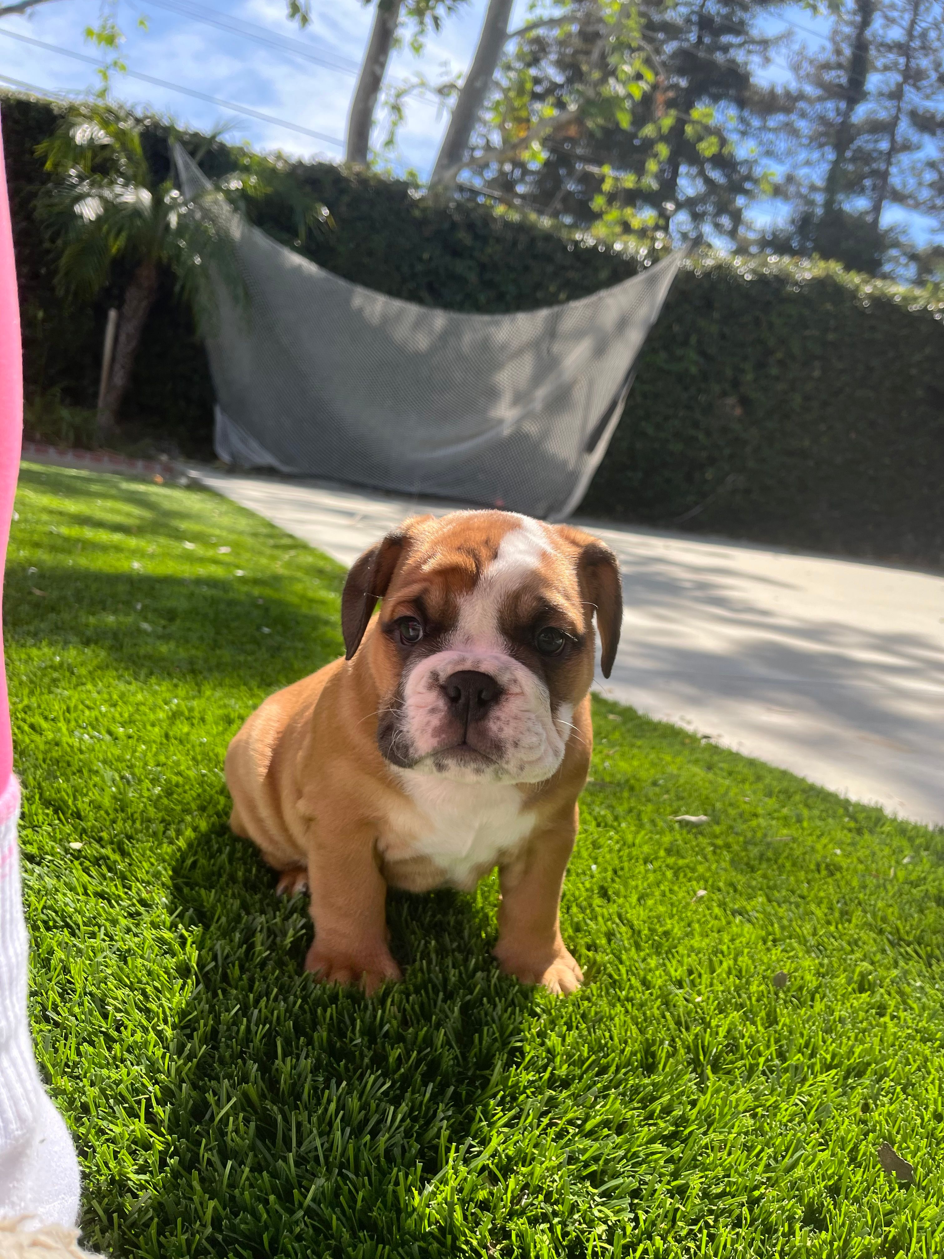 Bella – English Bulldog puppy for sale in Anaheim, CA