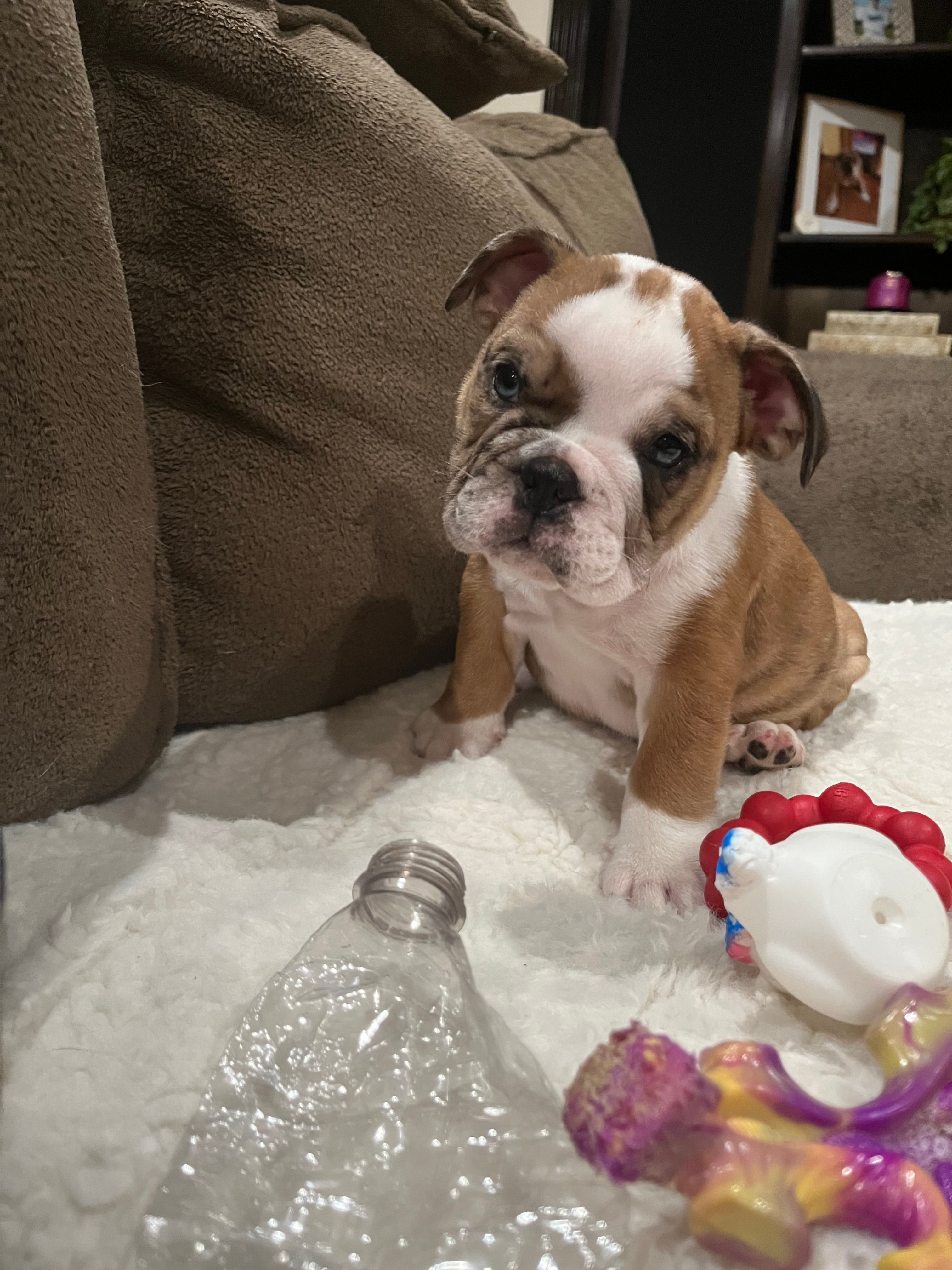Willow – English Bulldog puppy for sale in Anaheim, CA