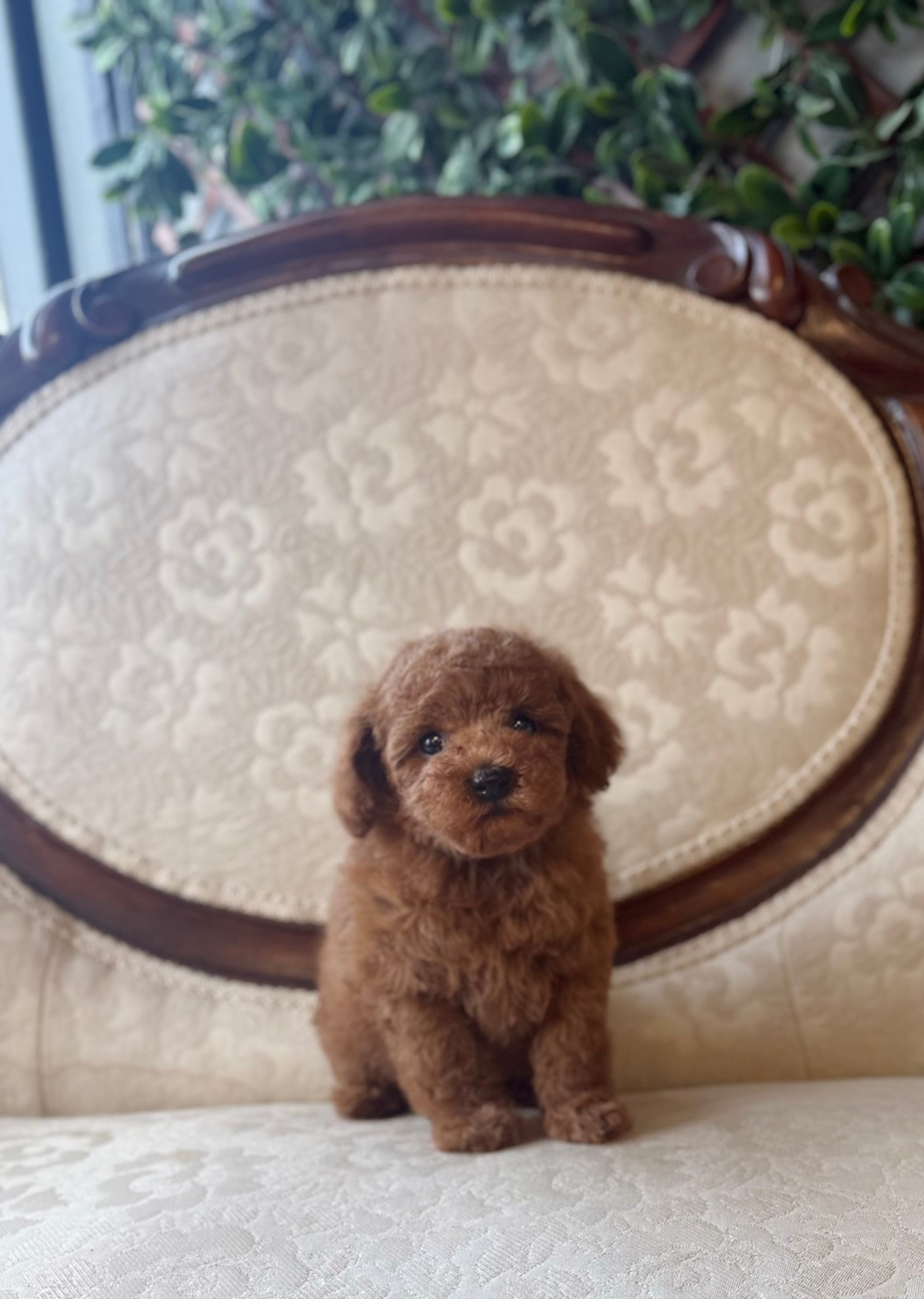 Dale – Poodle - Toy  puppy for sale in Magnolia, KY