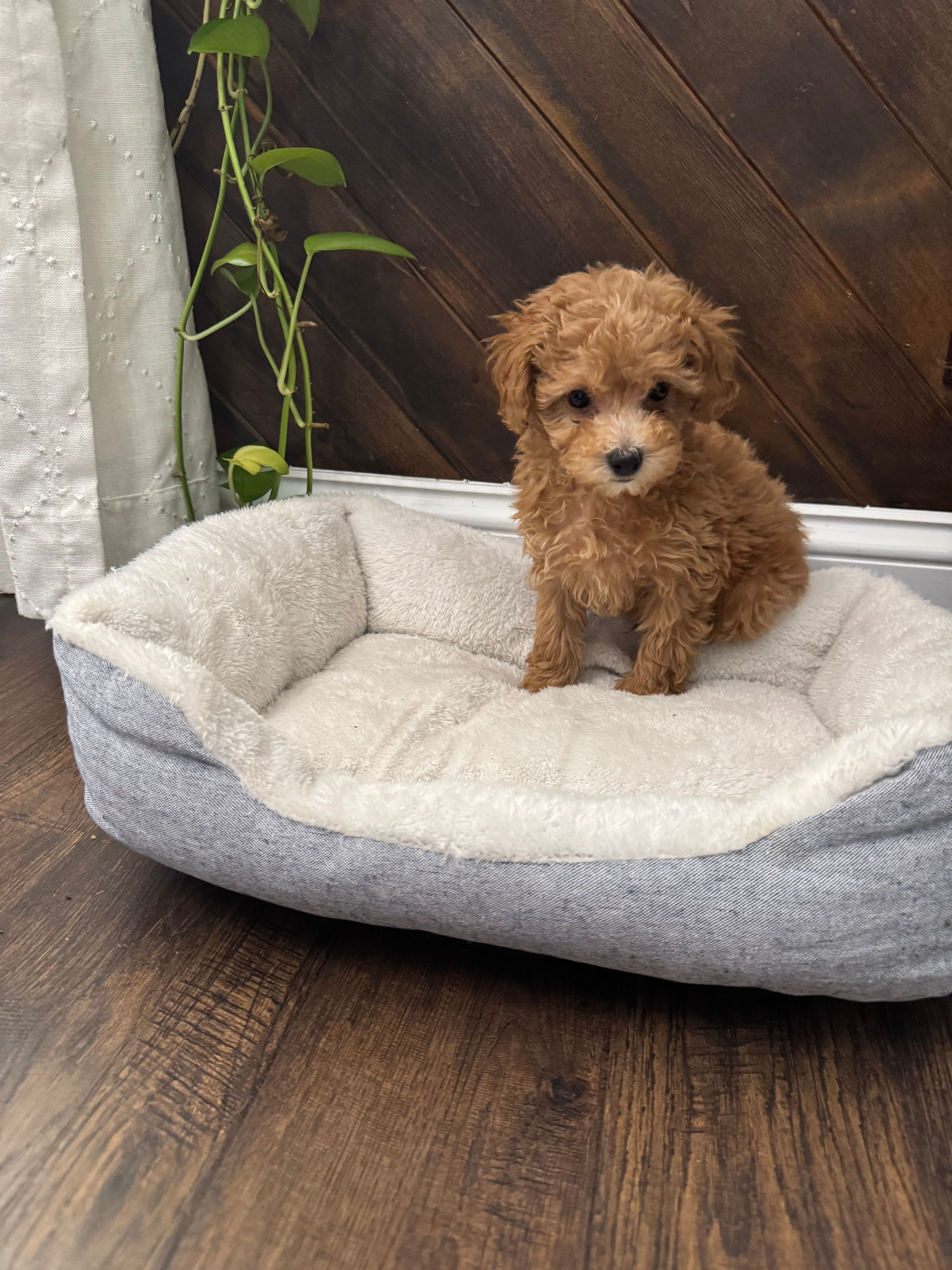 Scobby – Poodle - Toy  puppy for sale in Albuquerque, NM