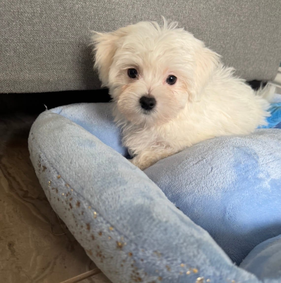 Milo – Maltese puppy for sale in Albuquerque, NM