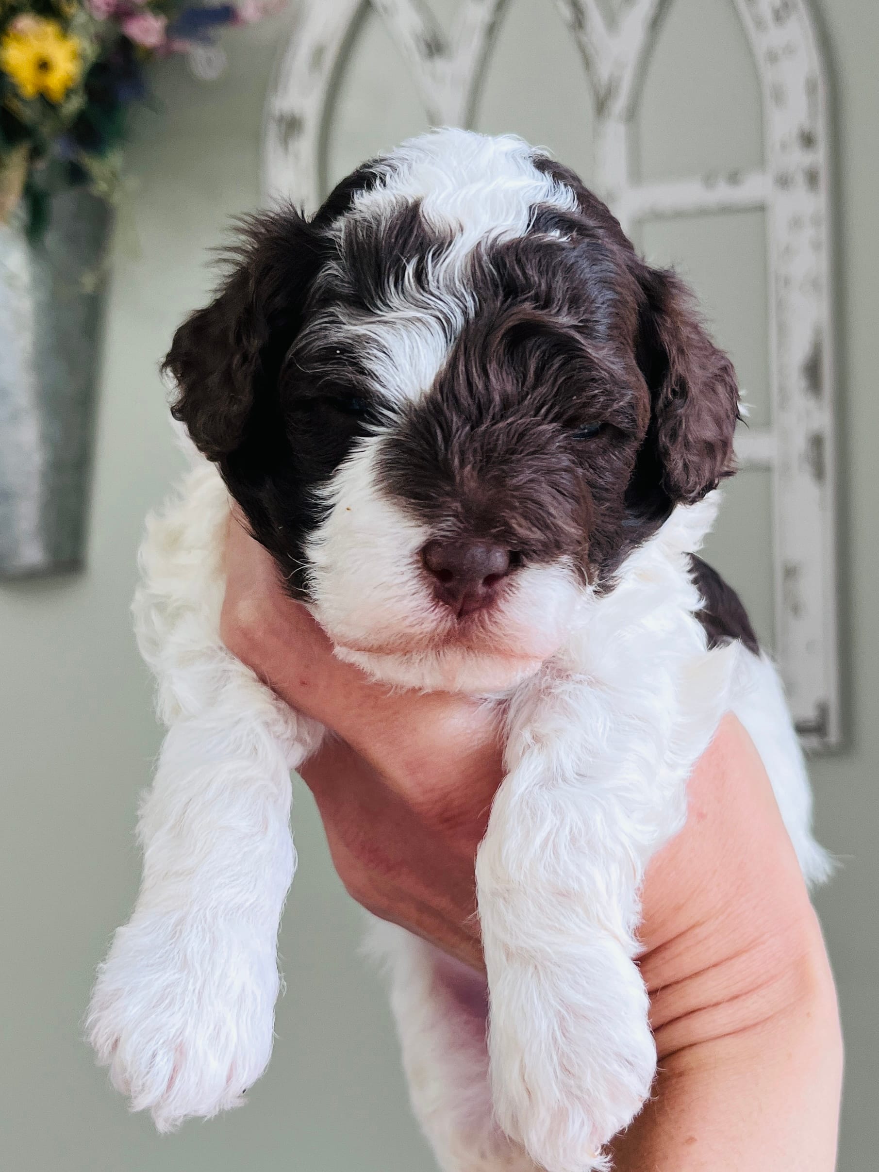 Teal collar  – Bernedoodle, Miniature Bernedoodle puppy for sale in Carnesville, GA