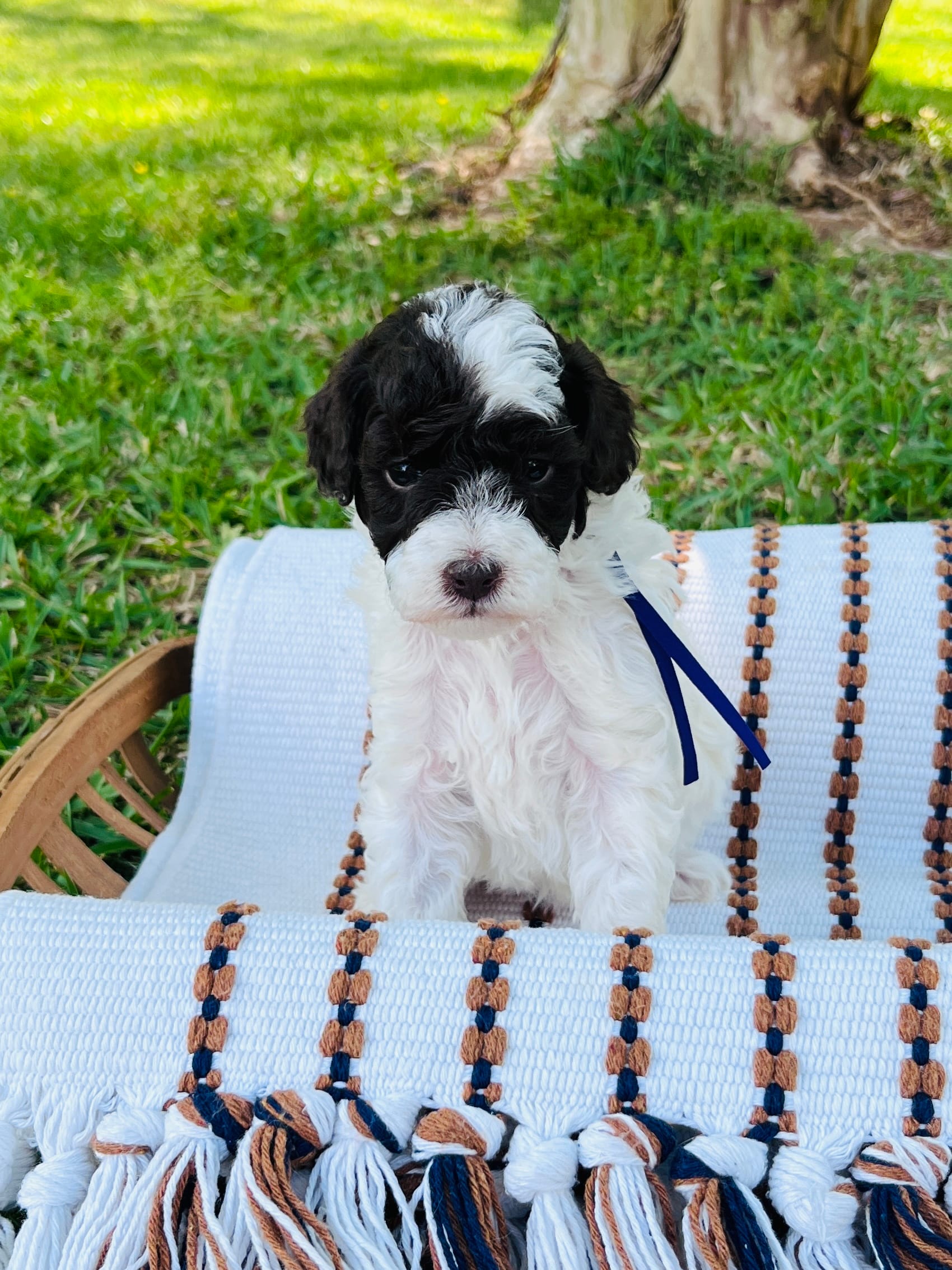 Purple collar- daffodil – Bernedoodle, Miniature Bernedoodle puppy for sale in Carnesville, GA