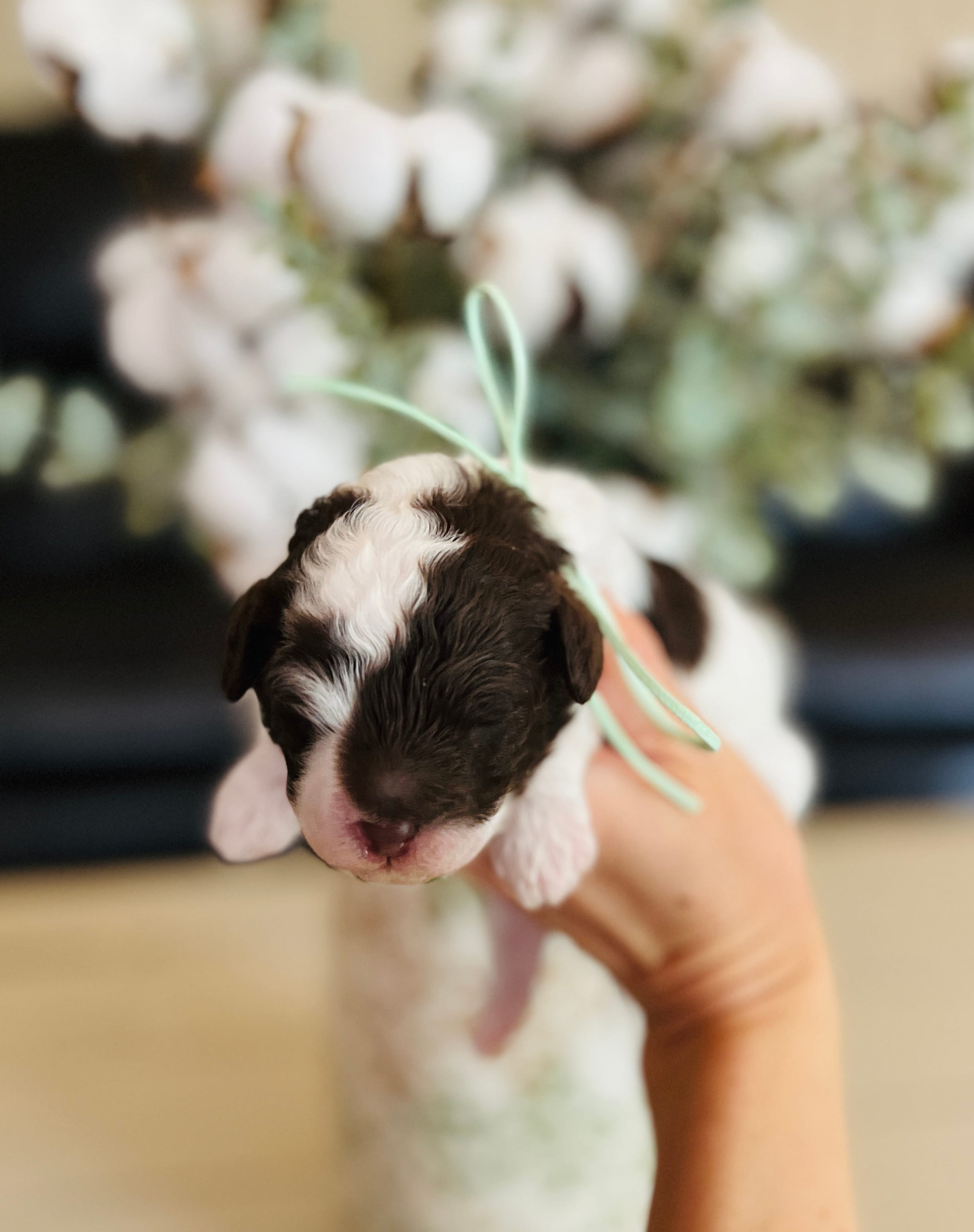 Teal collar  – Bernedoodle, Miniature Bernedoodle puppy for sale in Carnesville, GA