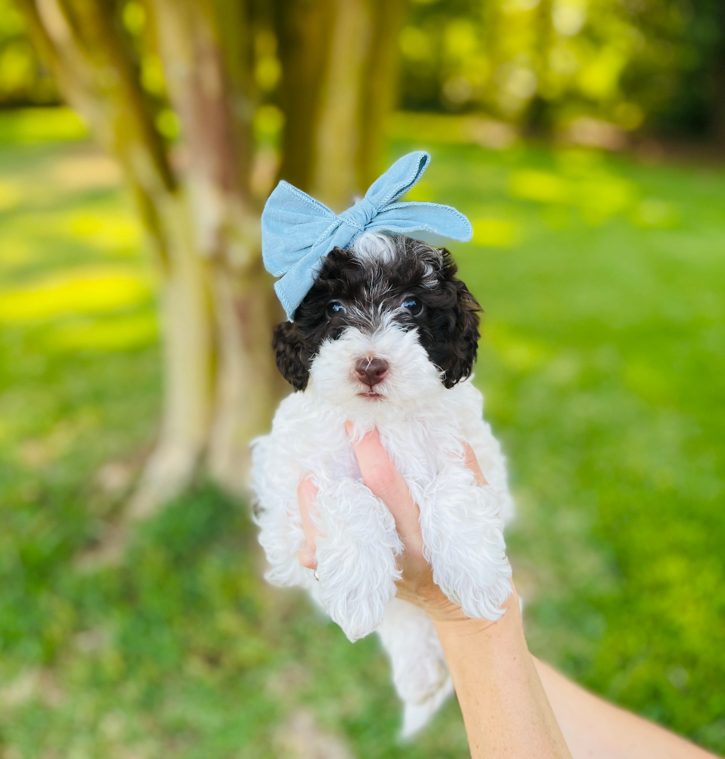Purple collar- daffodil – Bernedoodle, Miniature Bernedoodle puppy for sale in Carnesville, GA
