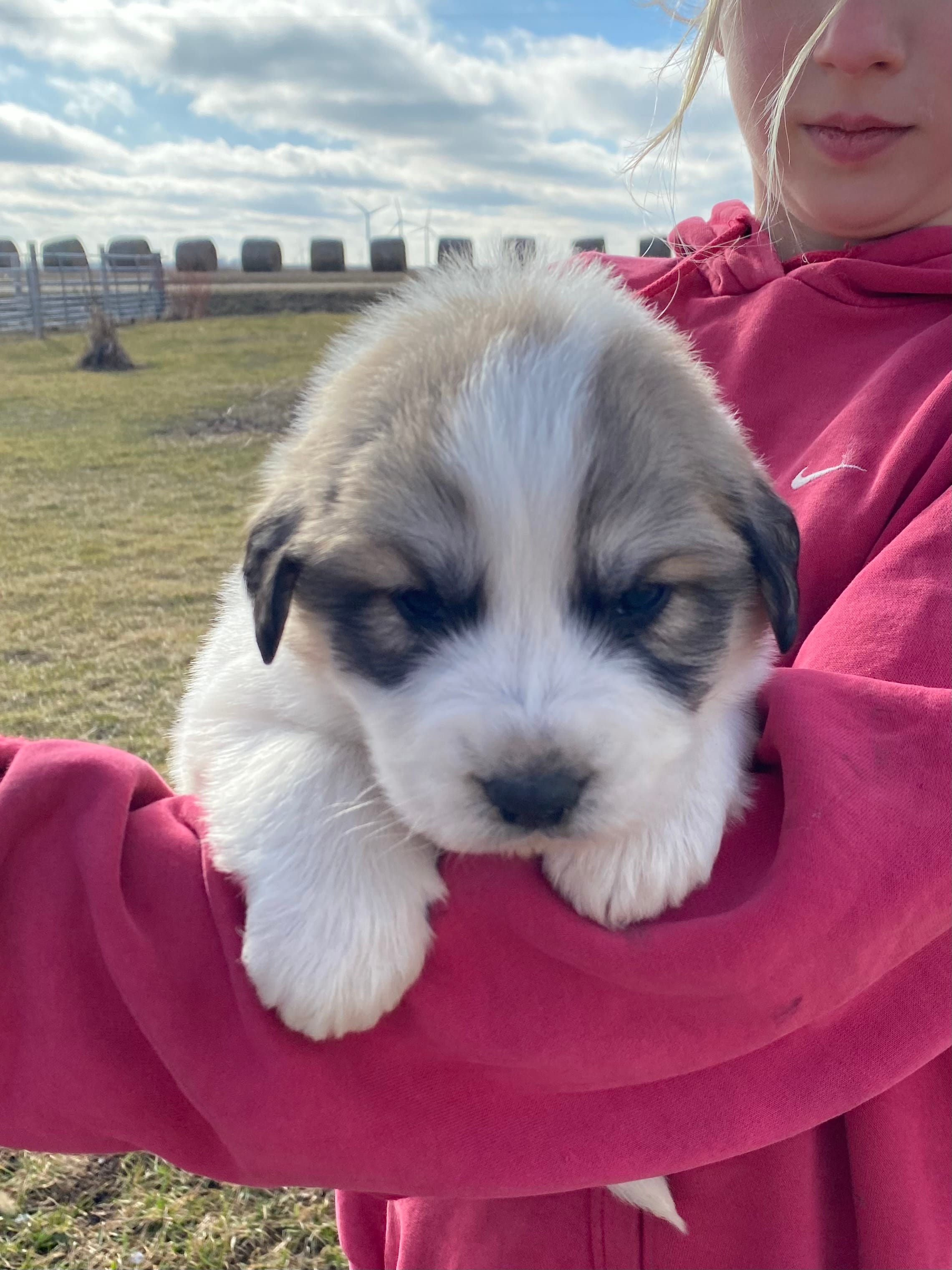 Maverick – Great Pyrenees puppy for sale in Hubbard, IA