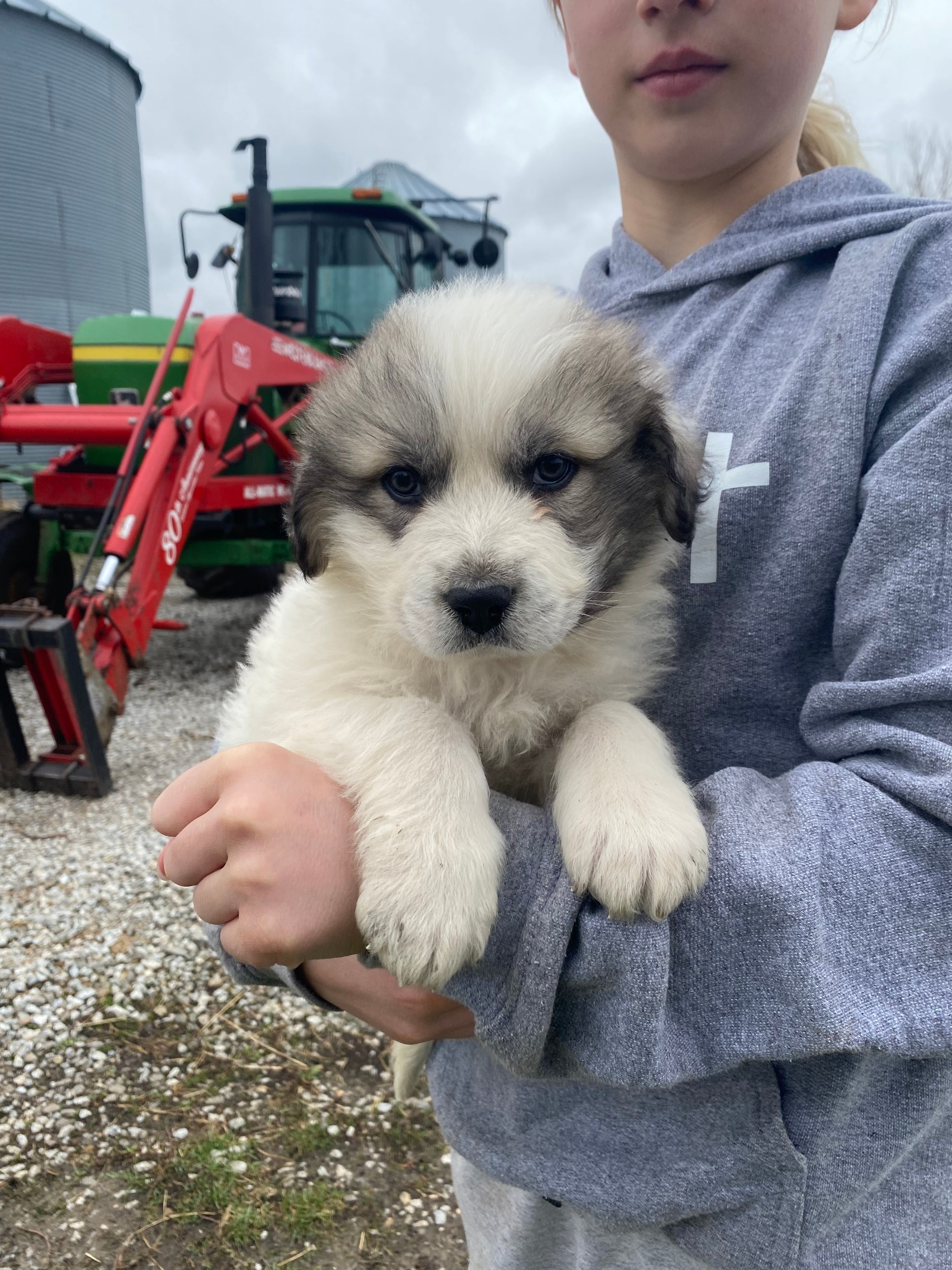Bacon – Great Pyrenees puppy for sale in Hubbard, IA