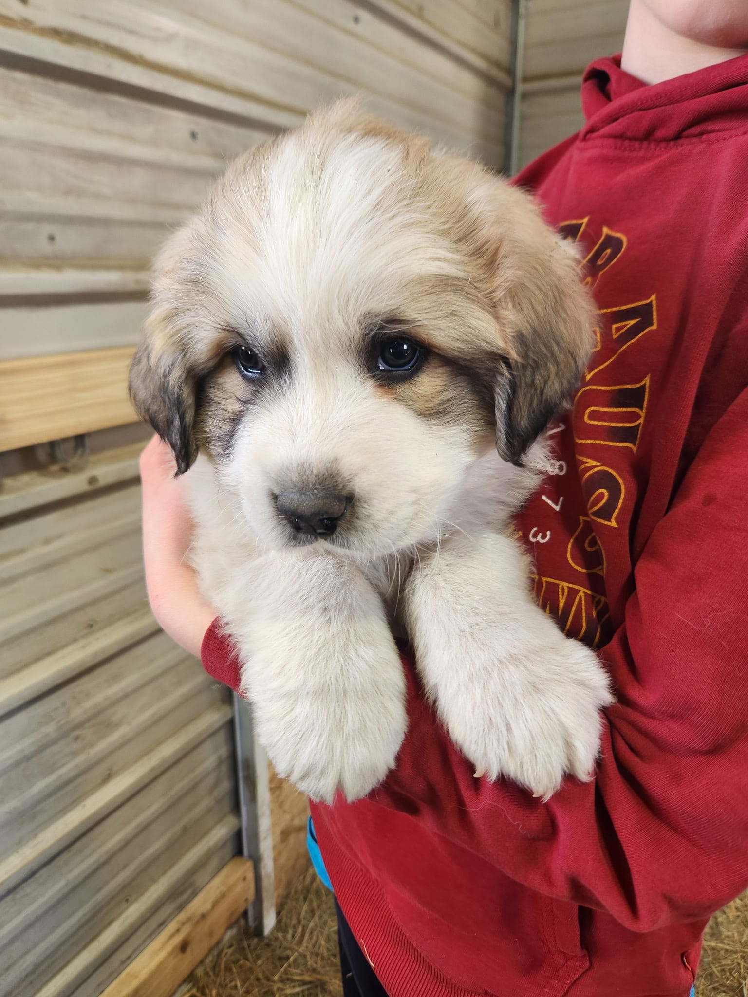 Stripe – Great Pyrenees puppy for sale in Hubbard, IA
