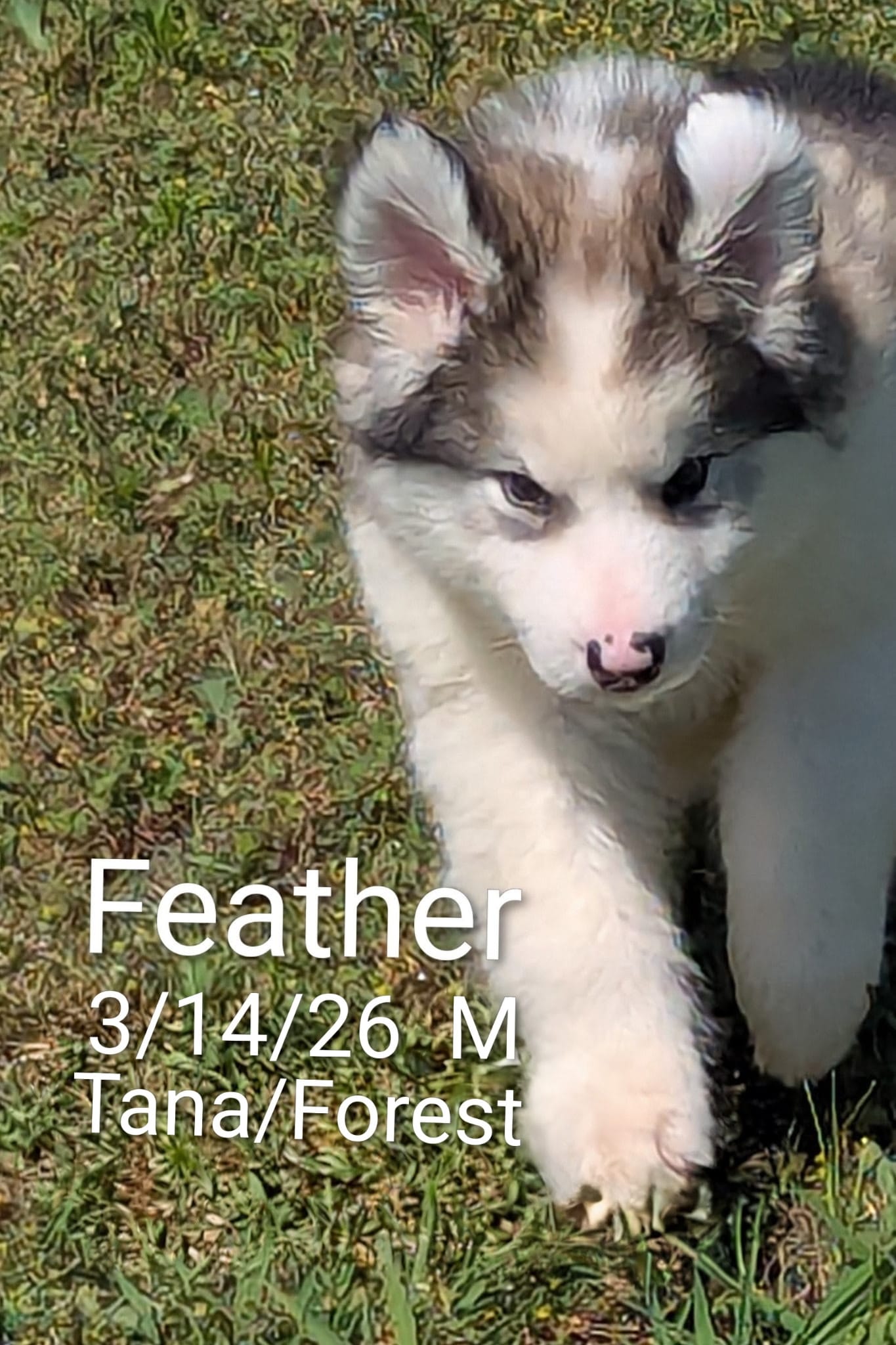 Feather – Alaskan Malamute puppy for sale in Stillwater, OK