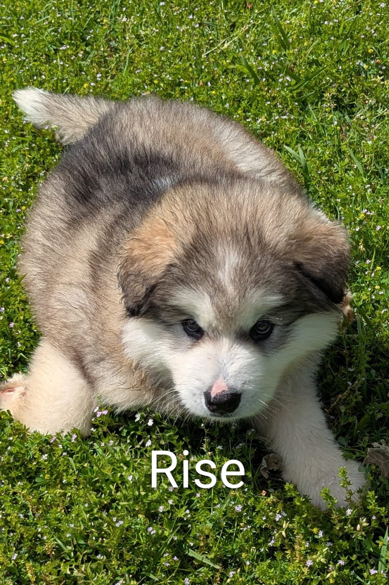 Rise – Alaskan Malamute puppy for sale in Stillwater, OK
