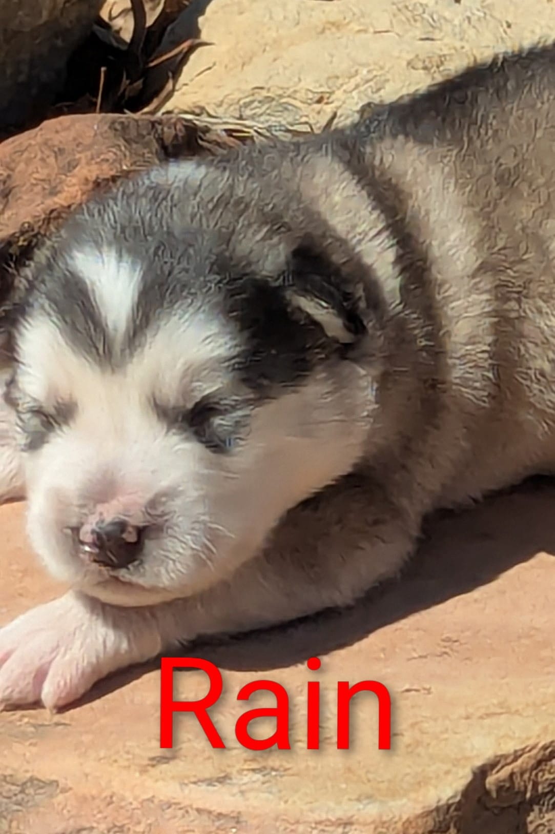 Rain – Alaskan Malamute puppy for sale in Stillwater, OK