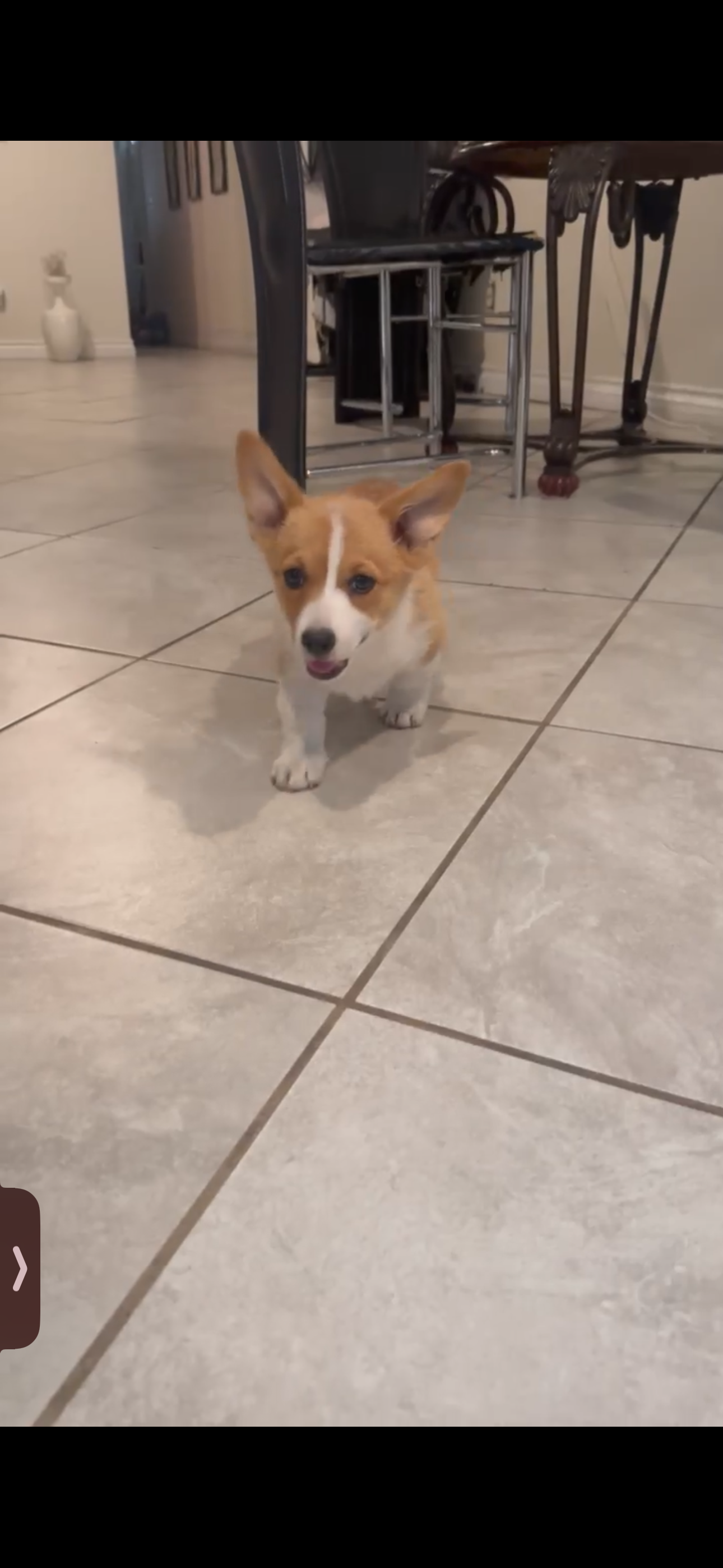 Princess – Pembroke Welsh Corgi puppy for sale in San Bernardino, CA