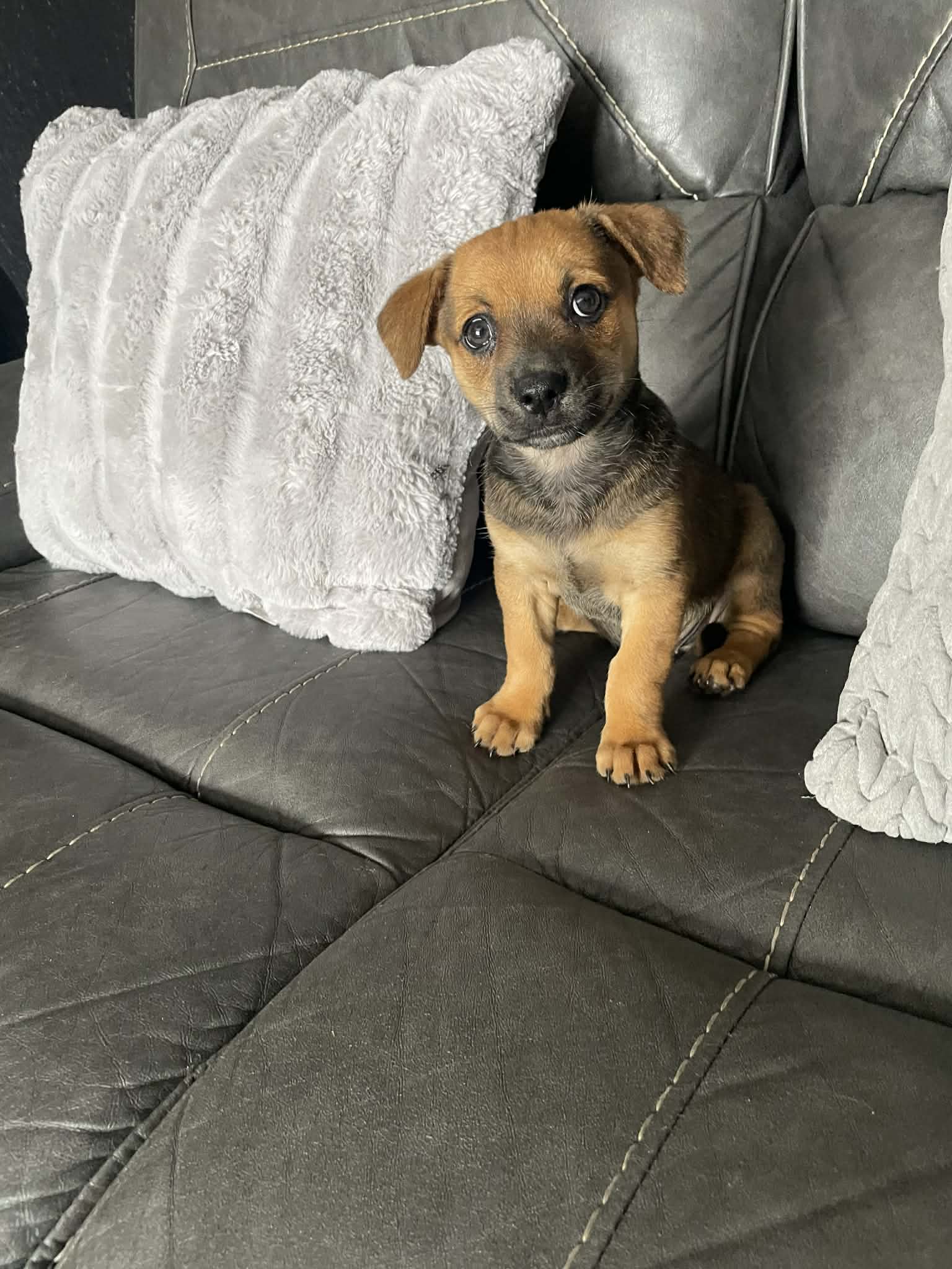 Jake – Chihuahua puppy for sale in Tarpon Springs, FL