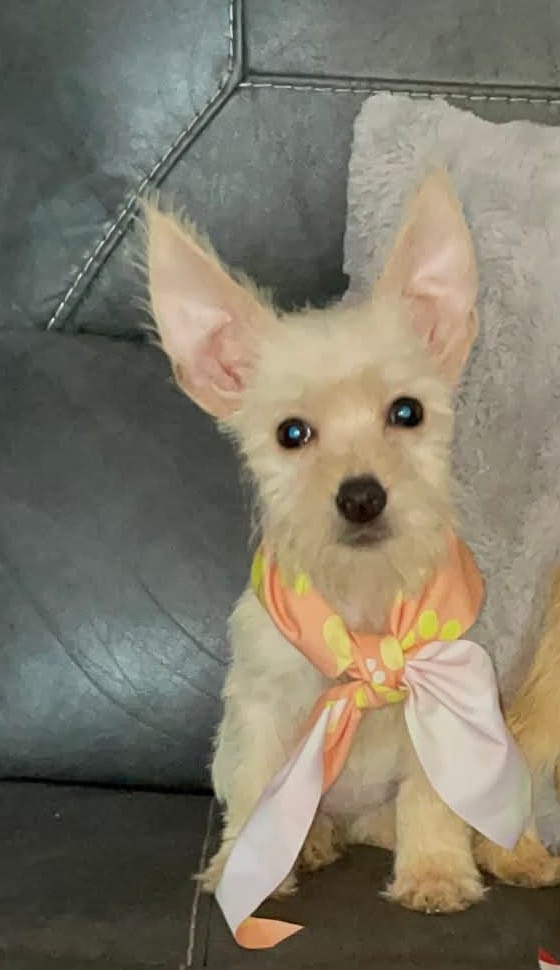 Rose – Yorkipoo, Chihuahua puppy for sale in Tarpon Springs, FL