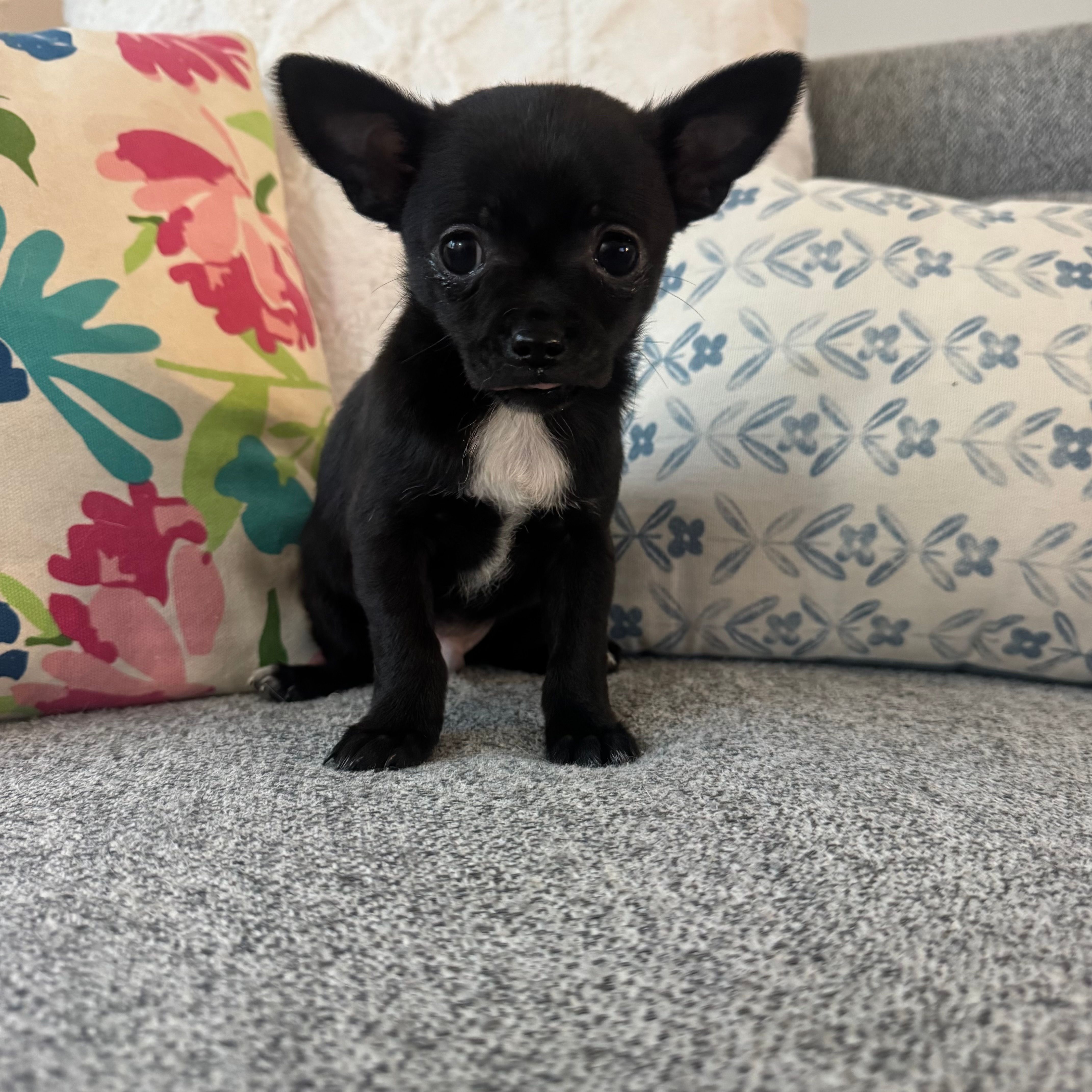 Hughie – Chihuahua puppy for sale in Chesterfield, MI