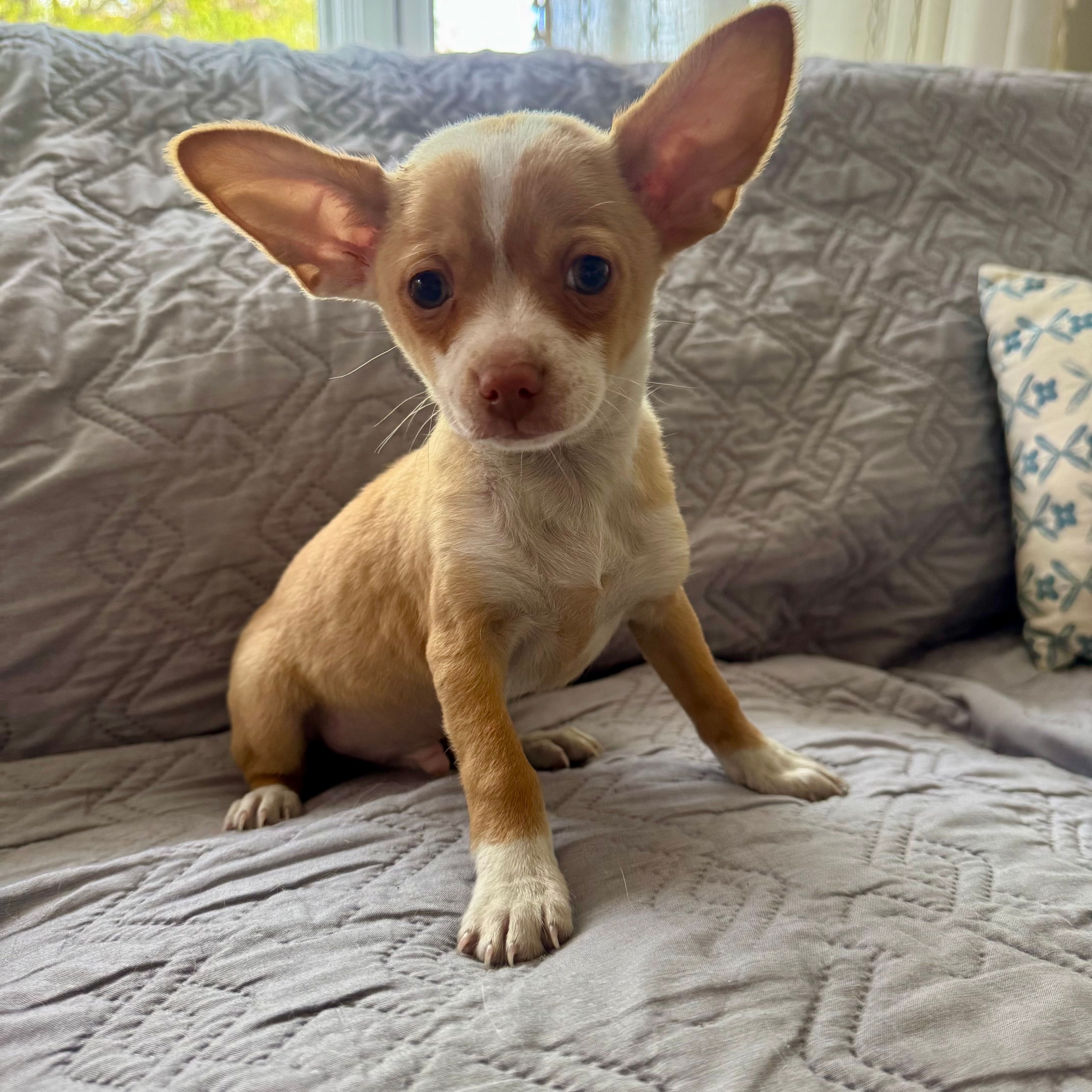 billy  – Chihuahua puppy for sale in Chesterfield, MI