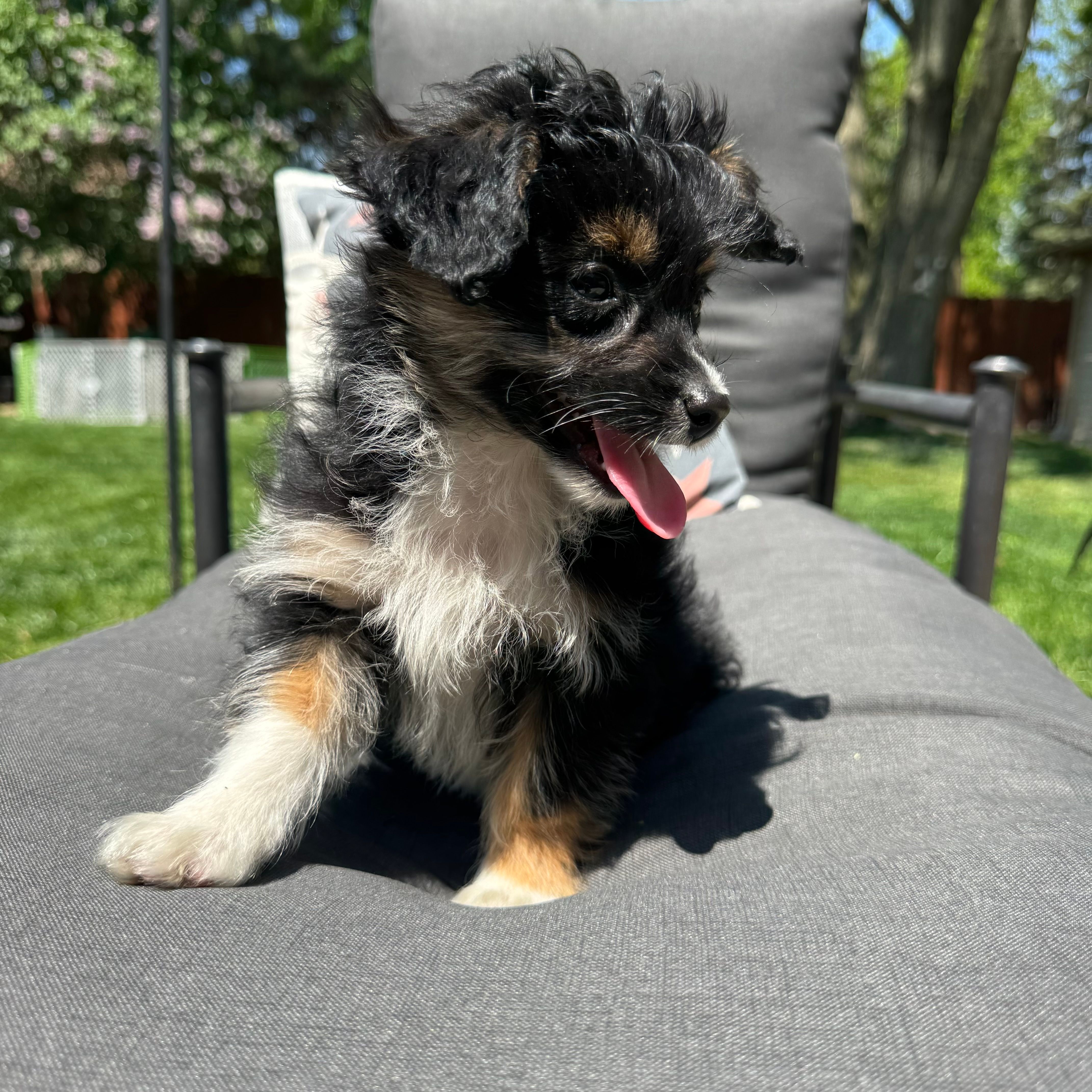 Will  – Miniature Aussiedoodle puppy for sale in Chesterfield, MI