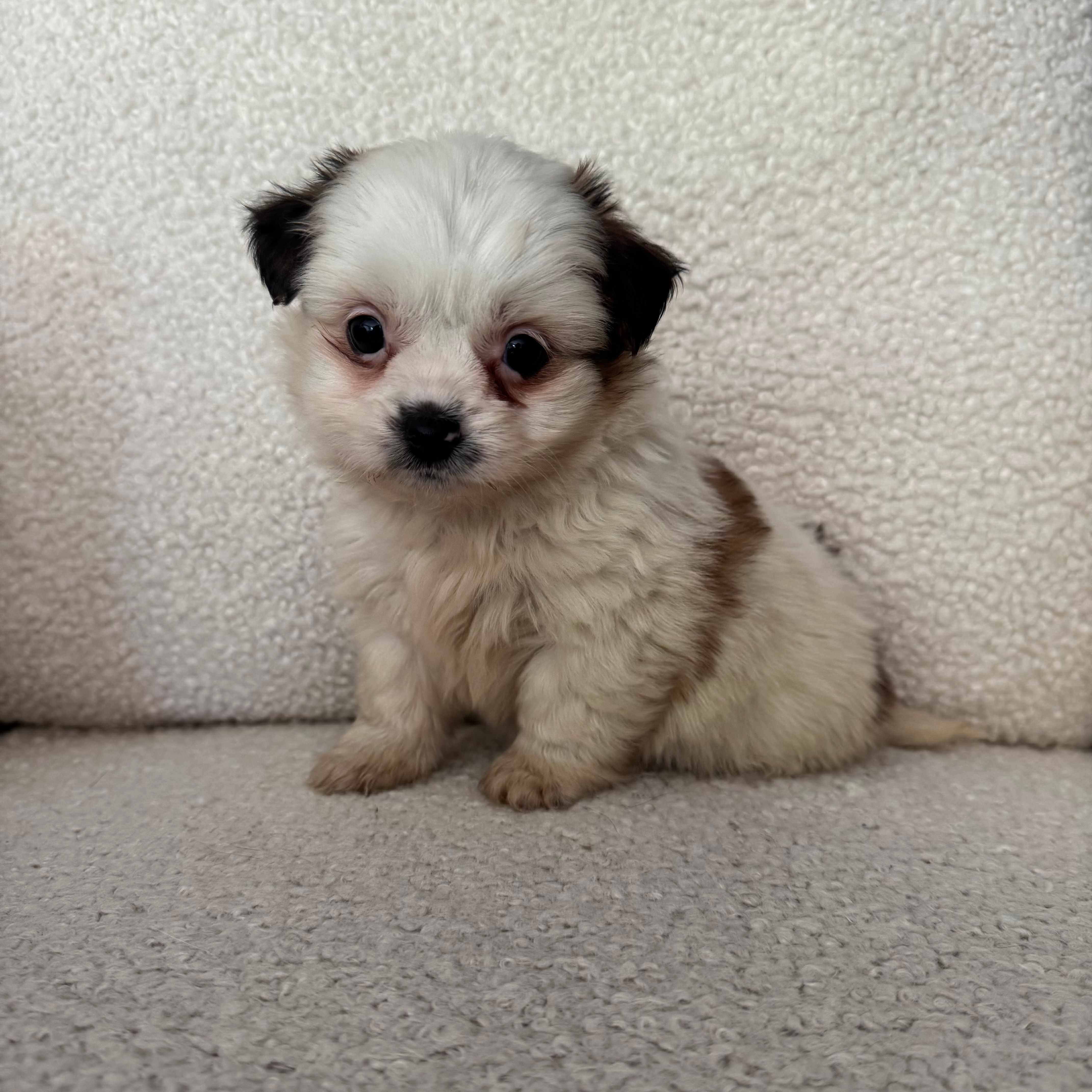 May – Shih Tzu, Yorkshire Terrier puppy for sale in Chesterfield, MI