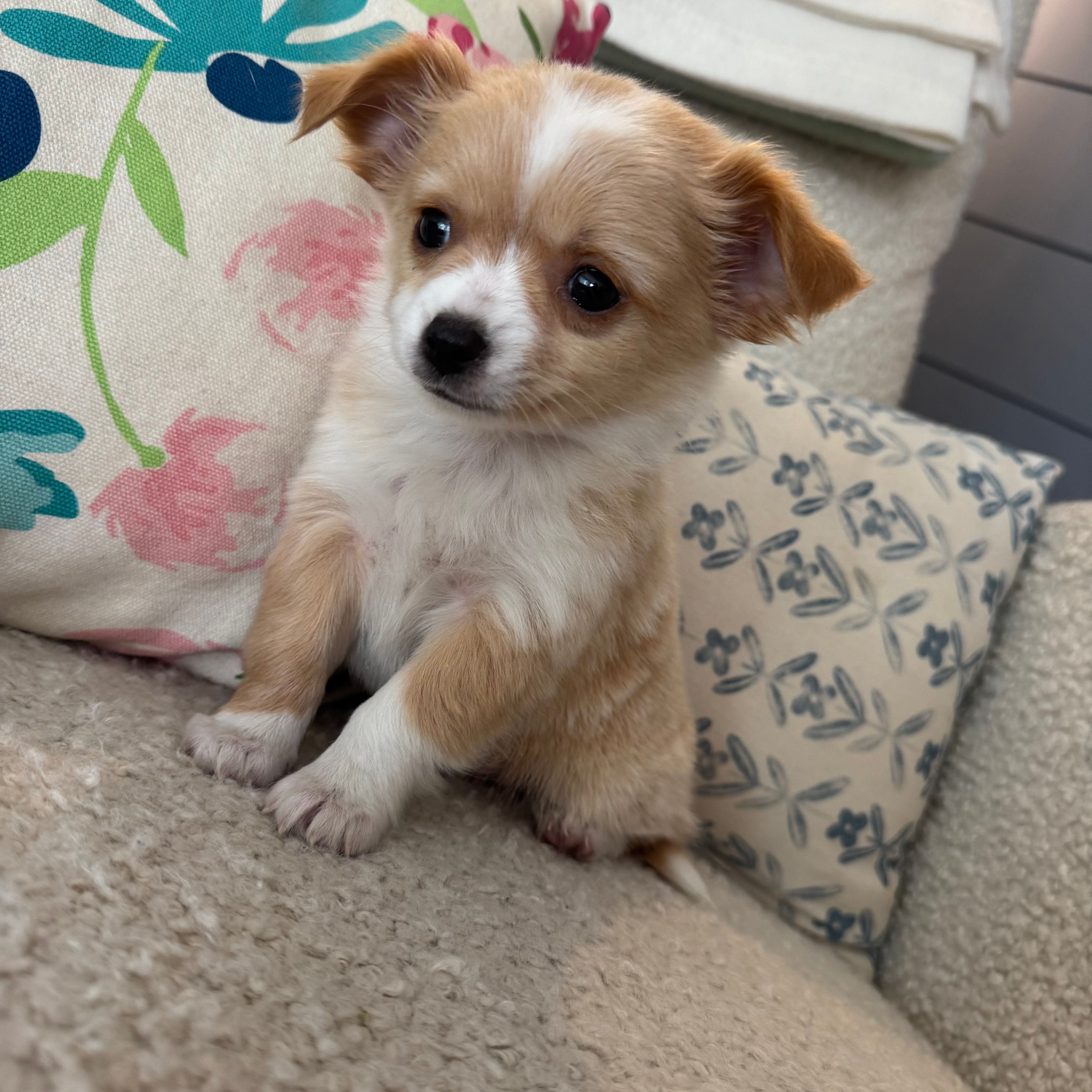 Chester  – Chihuahua puppy for sale in Chesterfield, MI