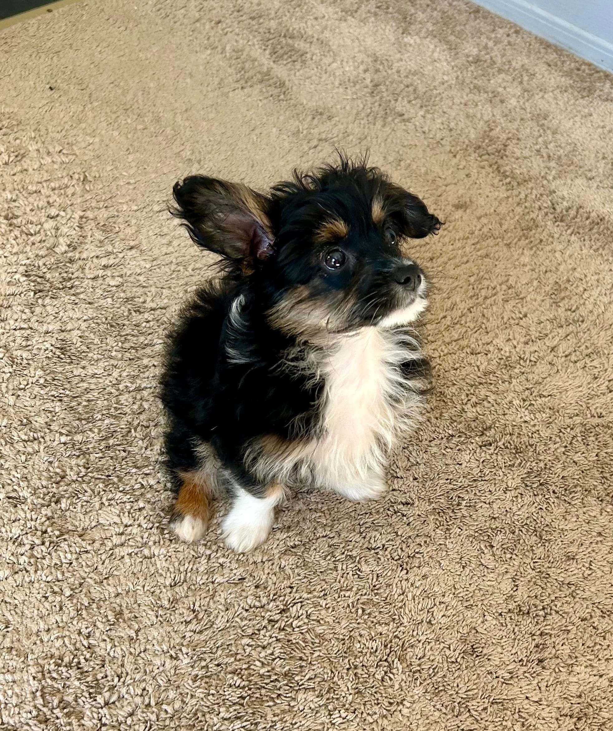 Will  – Miniature Aussiedoodle puppy for sale in Chesterfield, MI
