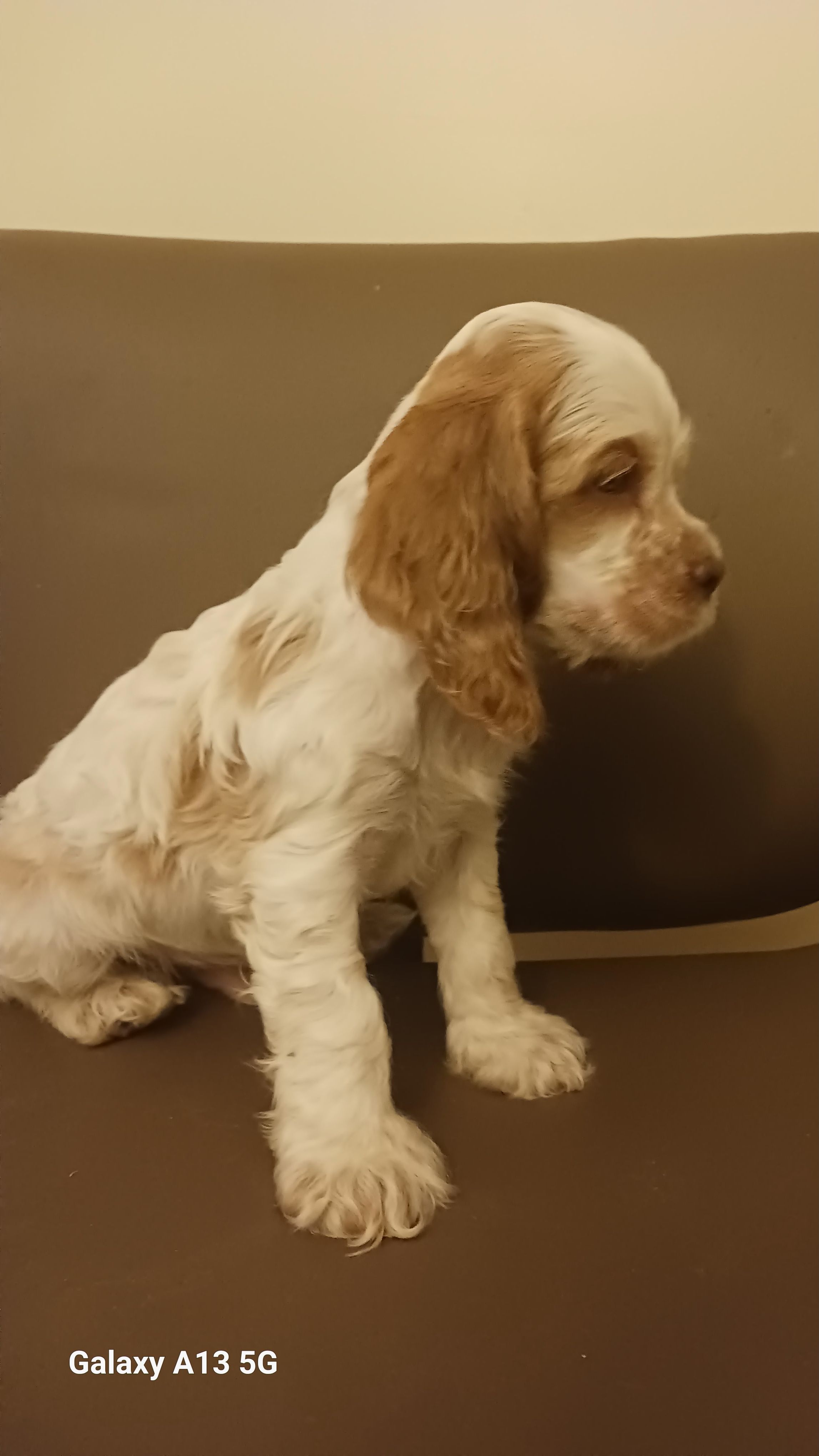 Spots – Cocker Spaniel puppy for sale in Dover, DE
