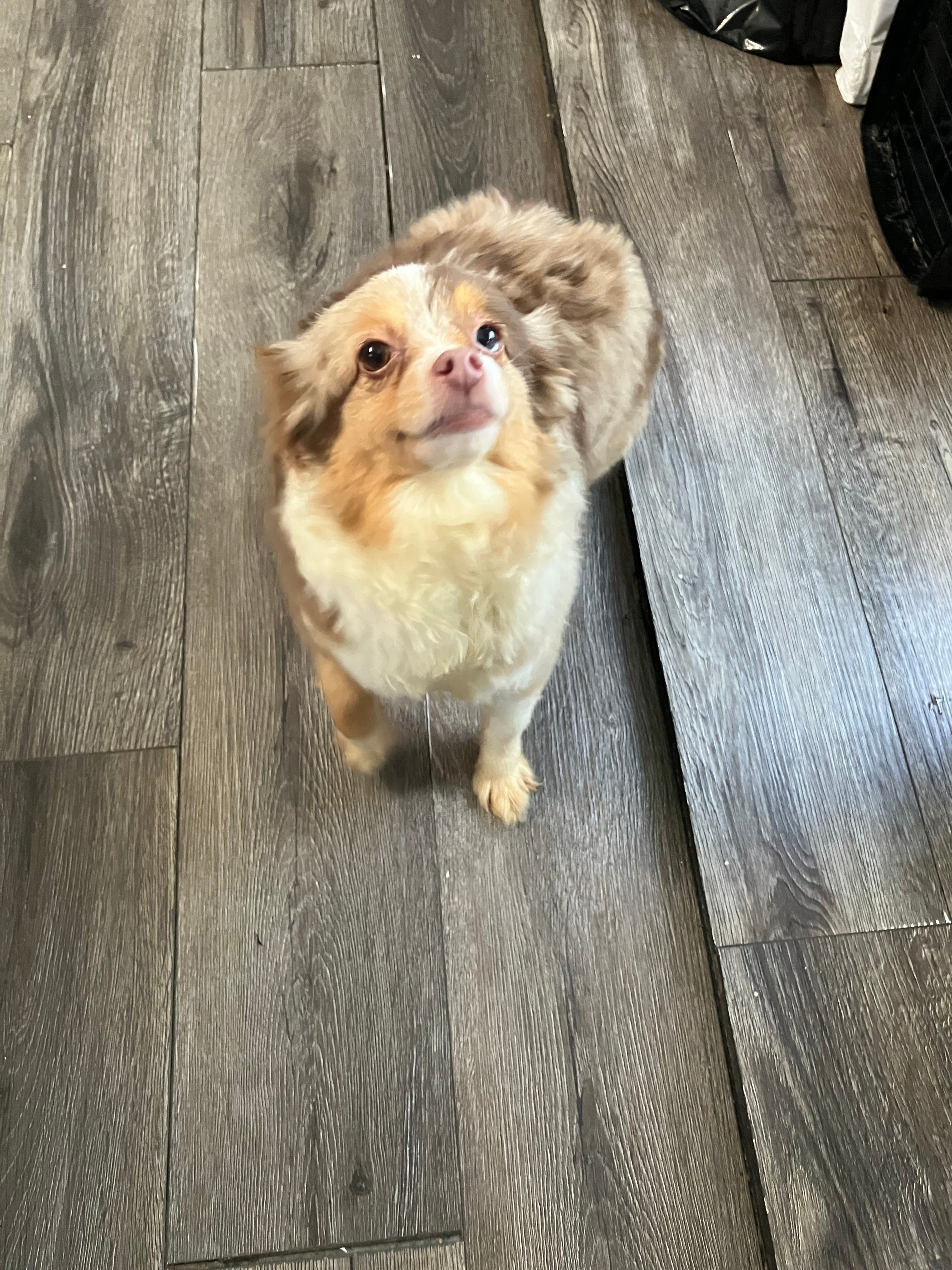 Darling – Toy Australian Shepherd puppy for sale in Durham, NC