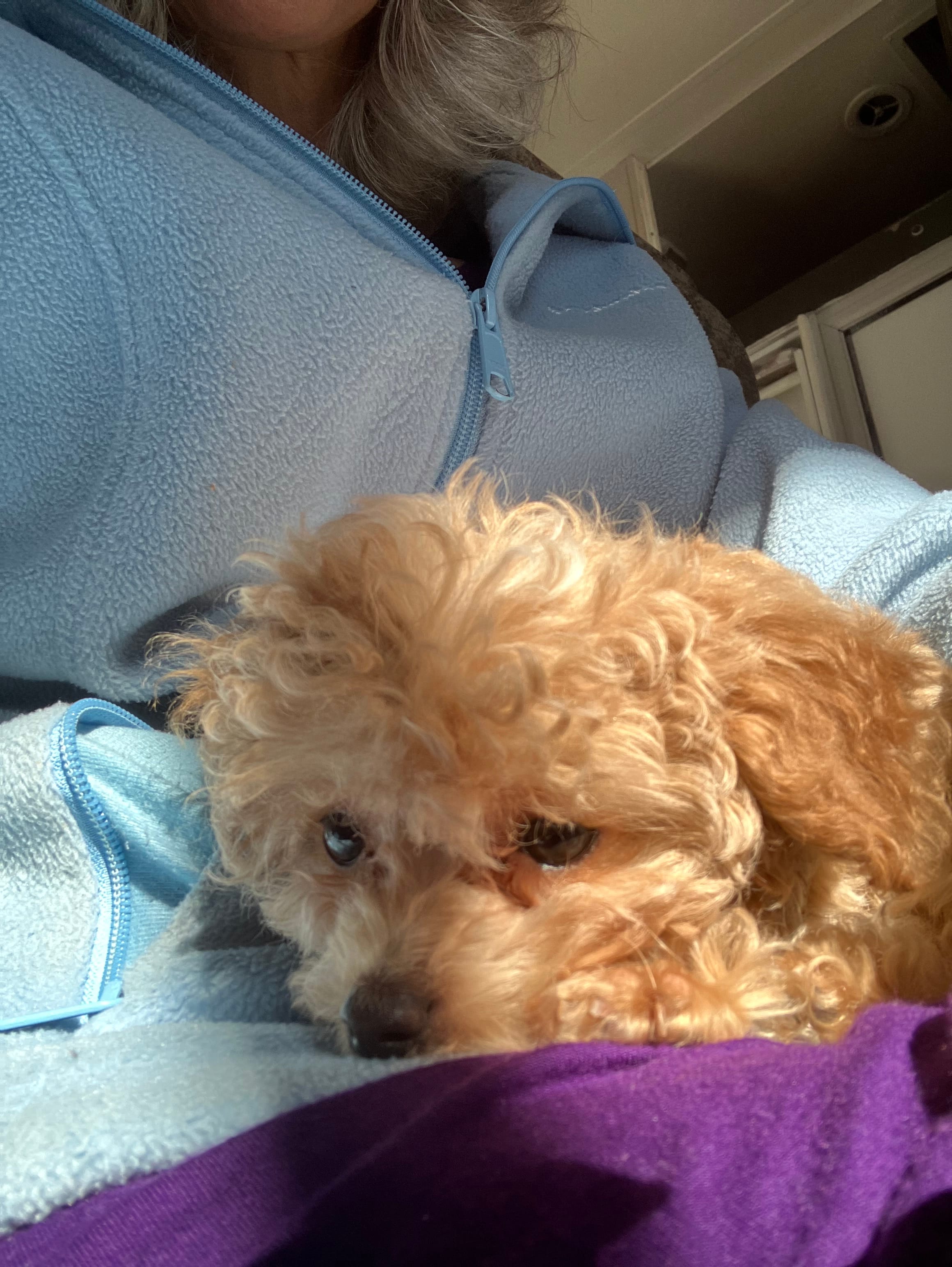 Teacup Maus  – Poodle - Toy  puppy for sale in Durham, NC