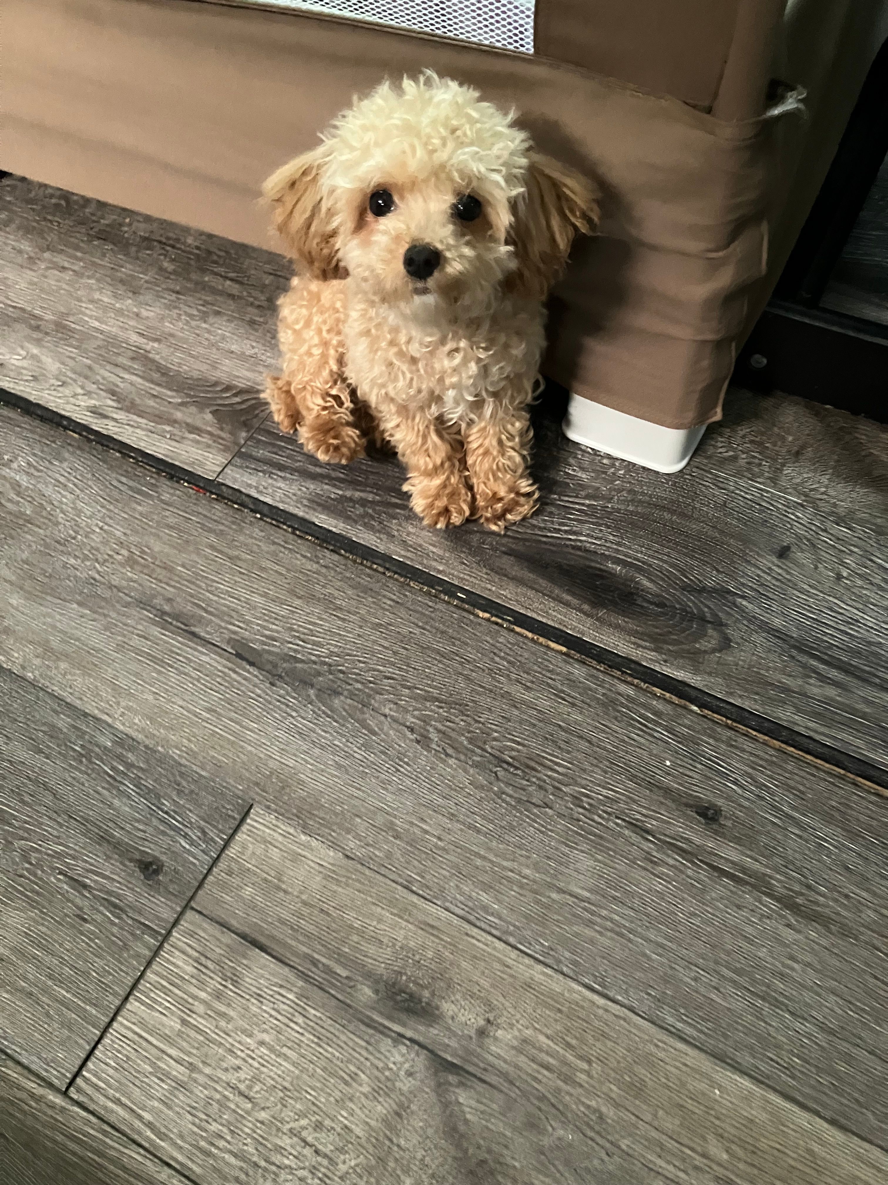 Teacup Maus  – Poodle - Toy  puppy for sale in Durham, NC