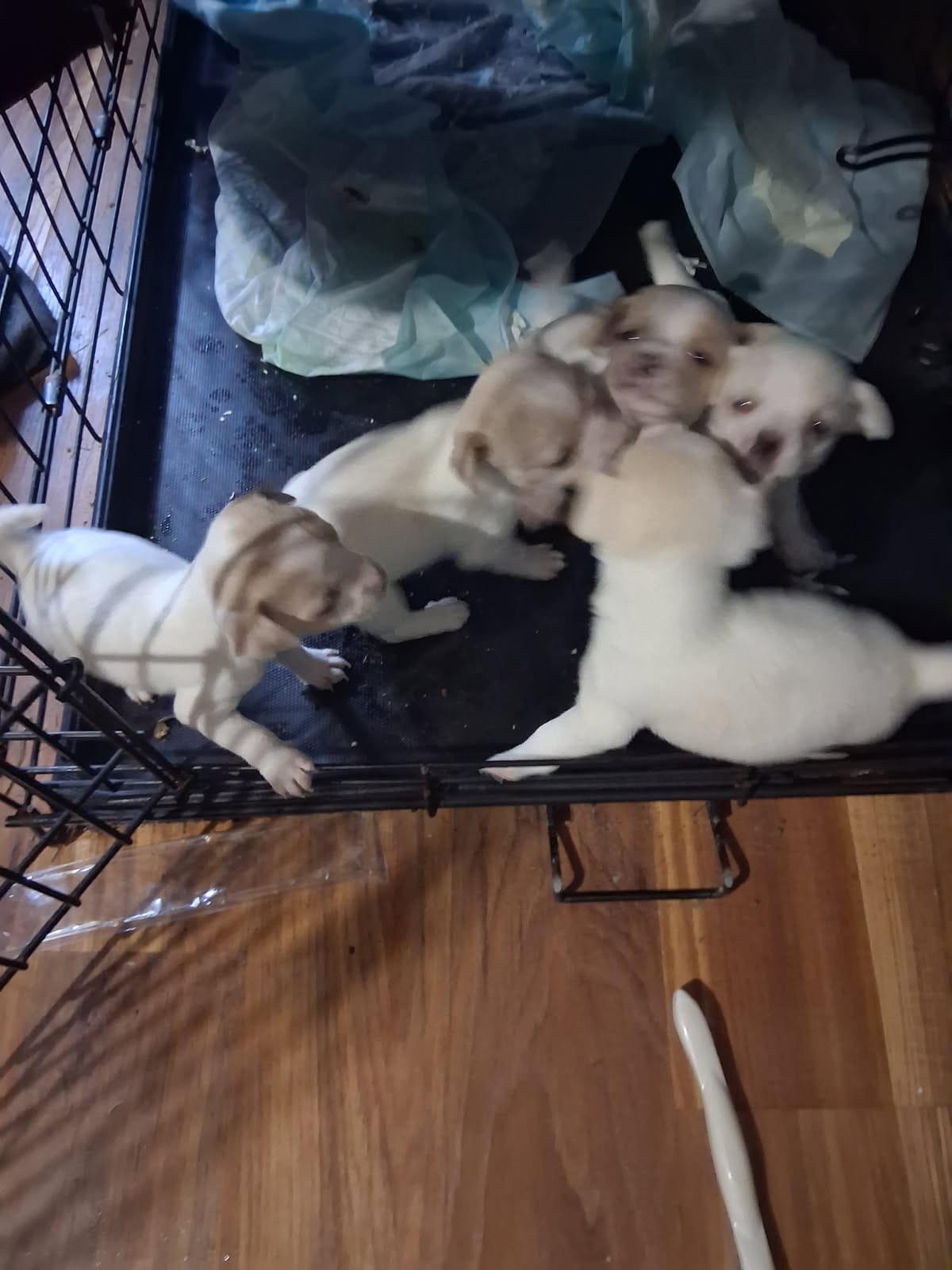 Puppy  – Chihuahua puppy for sale in Wallace, NC