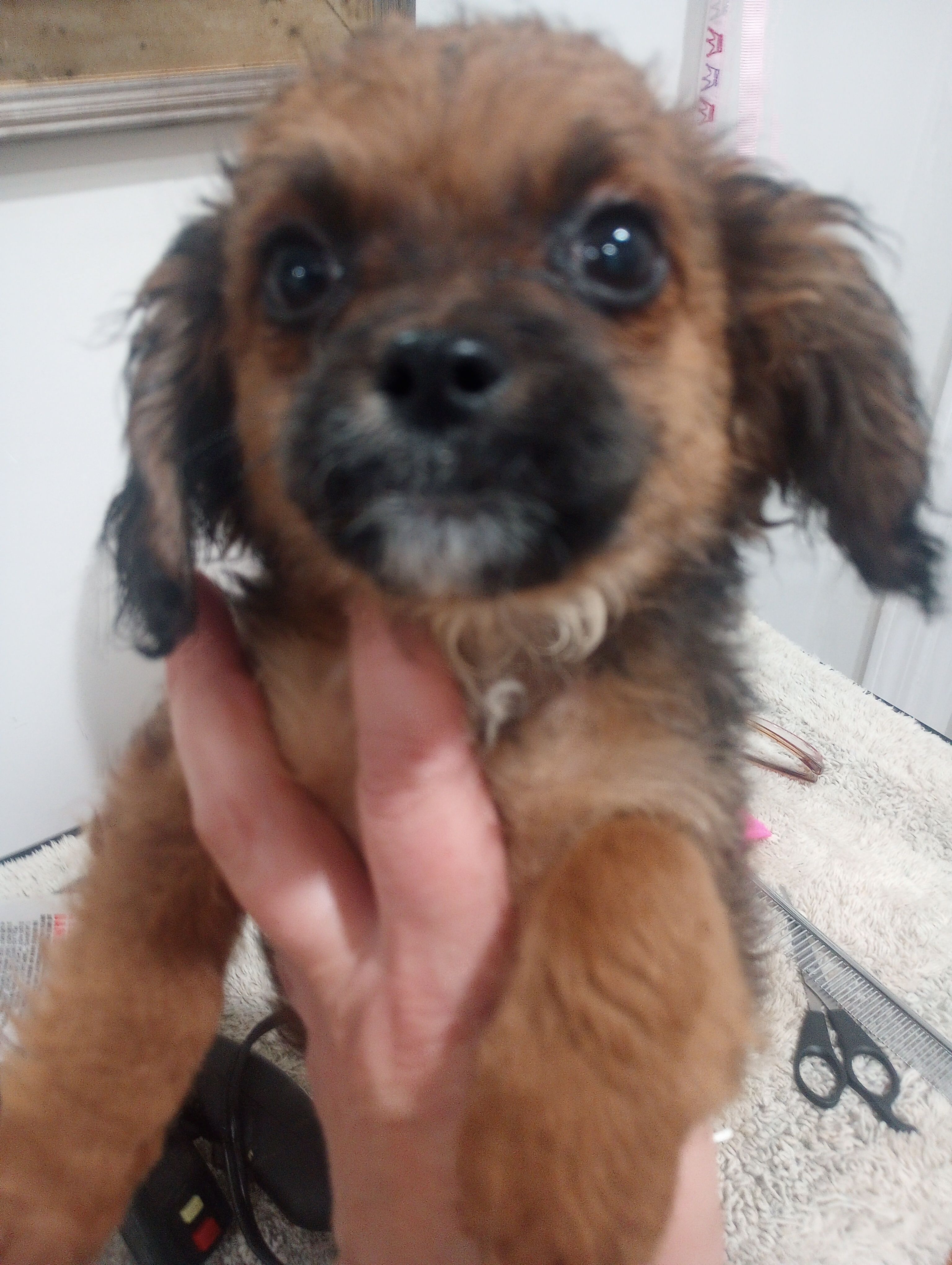 Sadie – Cavapoo puppy for sale in Mount Pleasant, SC