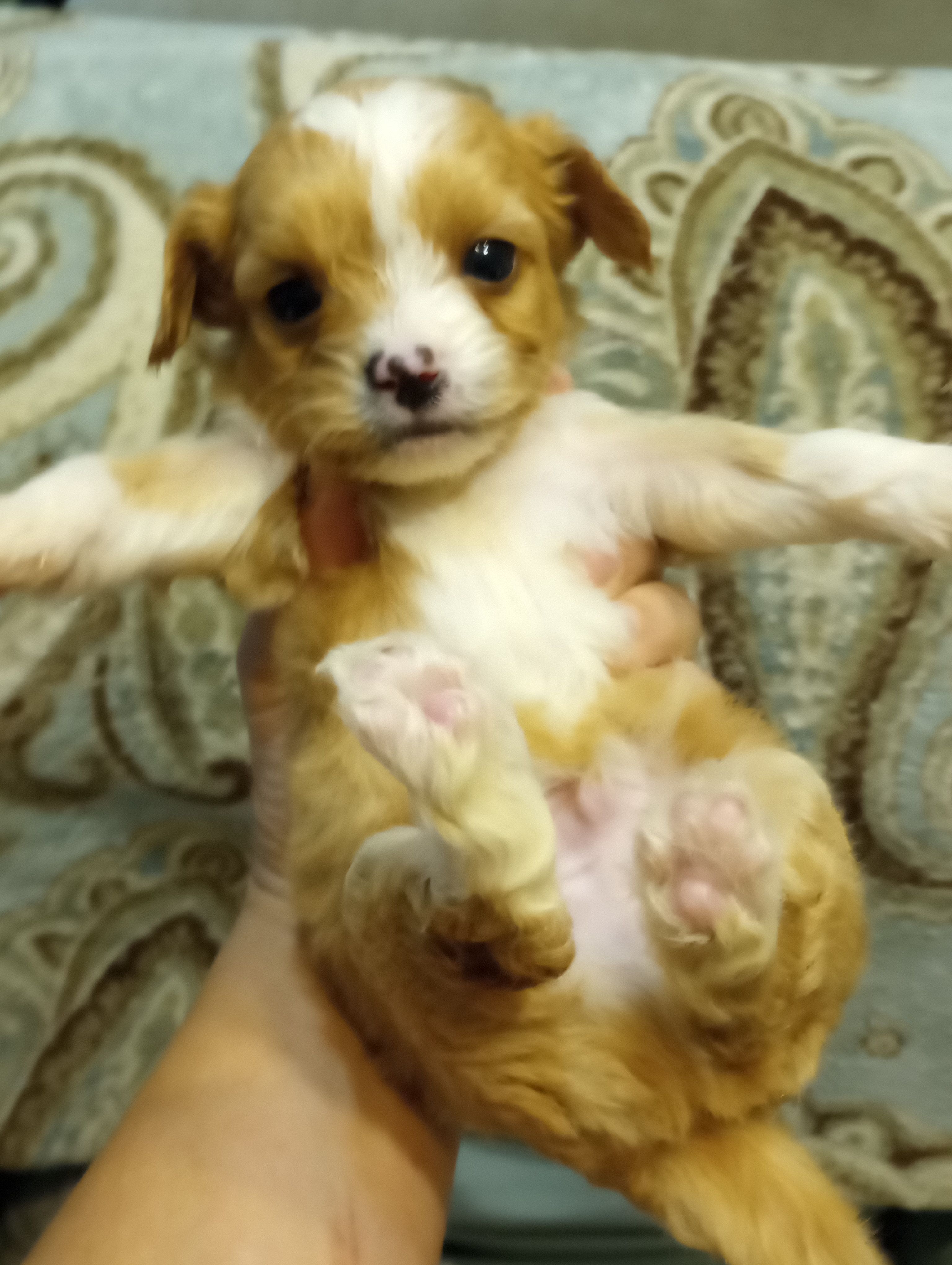 Tommy – Cavalier King Charles Spaniel, Shih Tzu puppy for sale in Mount Pleasant, SC
