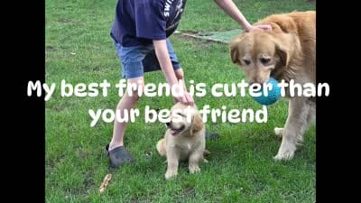 Darla, a female Golden Retriever for sale in Crystal, MN – 2 of 5