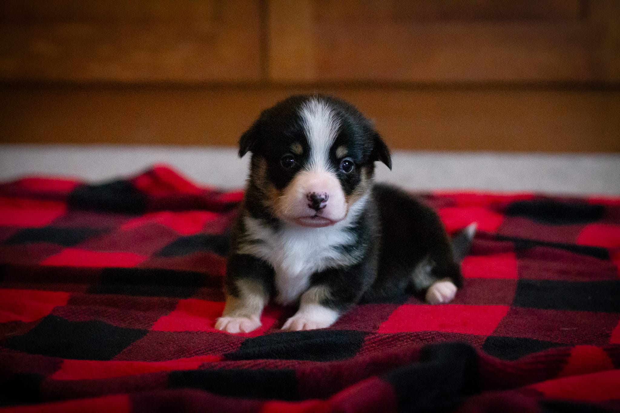 Gus – Pembroke Welsh Corgi puppy for sale in Dundee, OH
