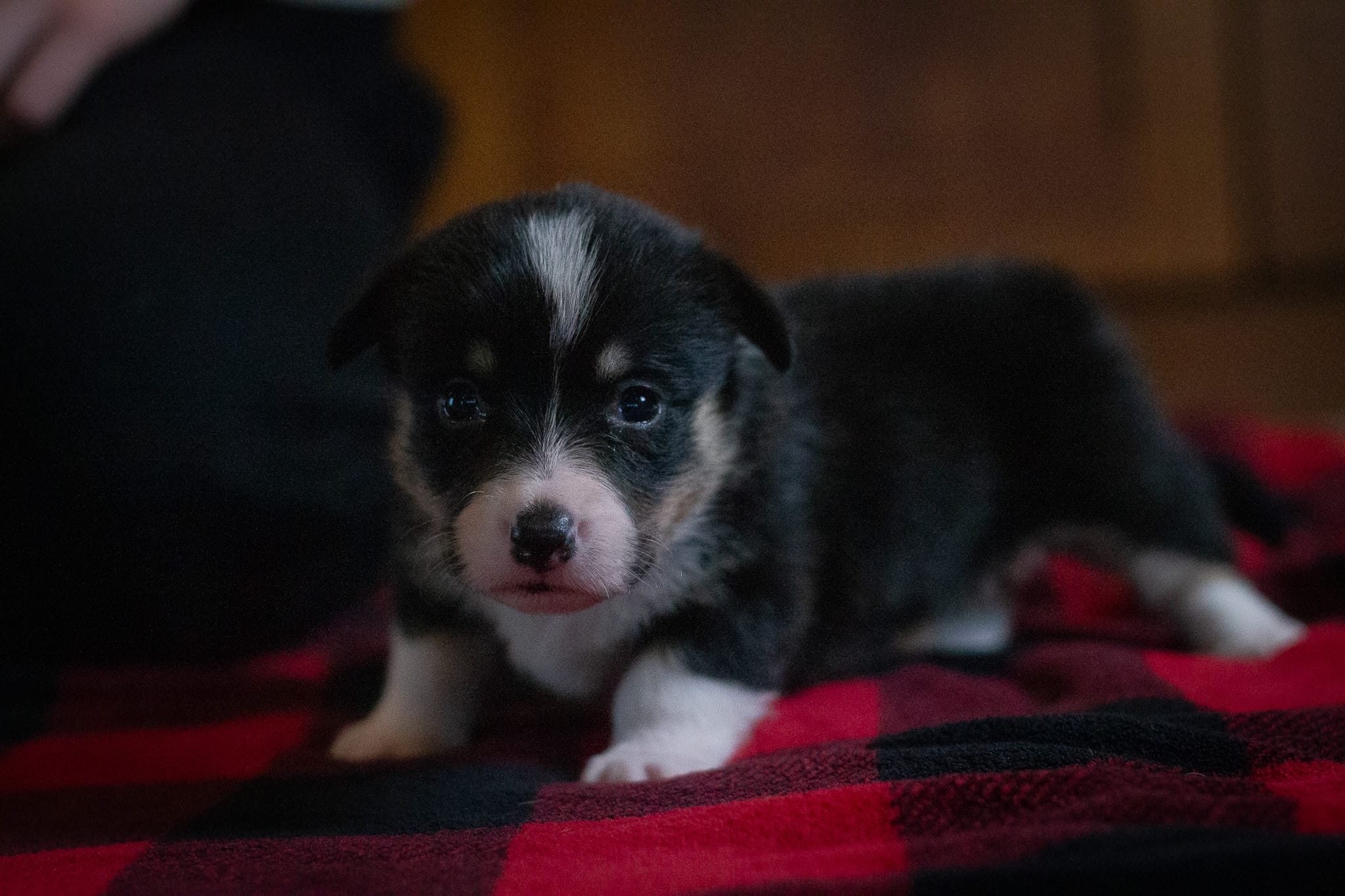 Daisy – Pembroke Welsh Corgi puppy for sale in Dundee, OH