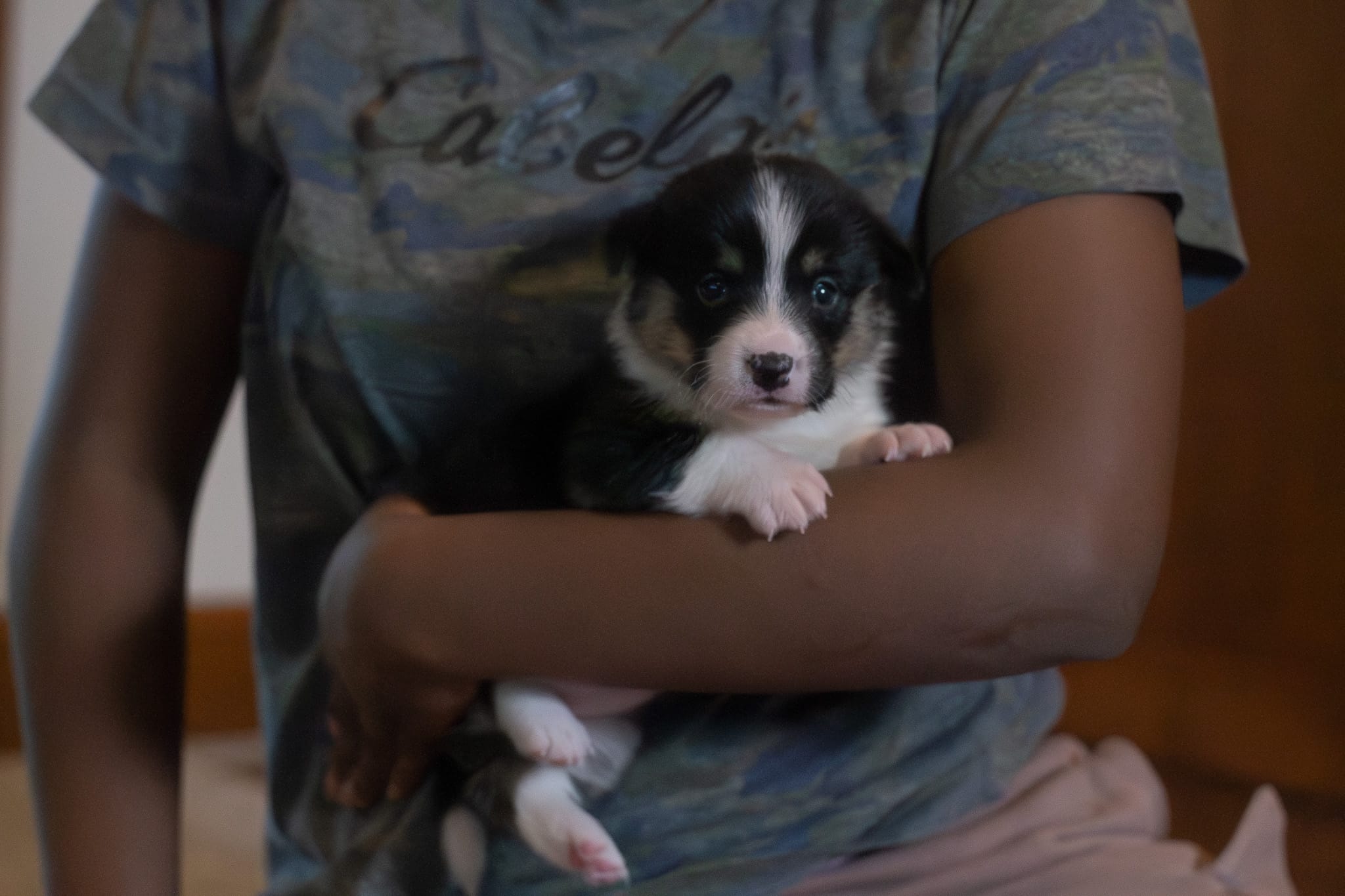 Violet – Pembroke Welsh Corgi puppy for sale in Dundee, OH