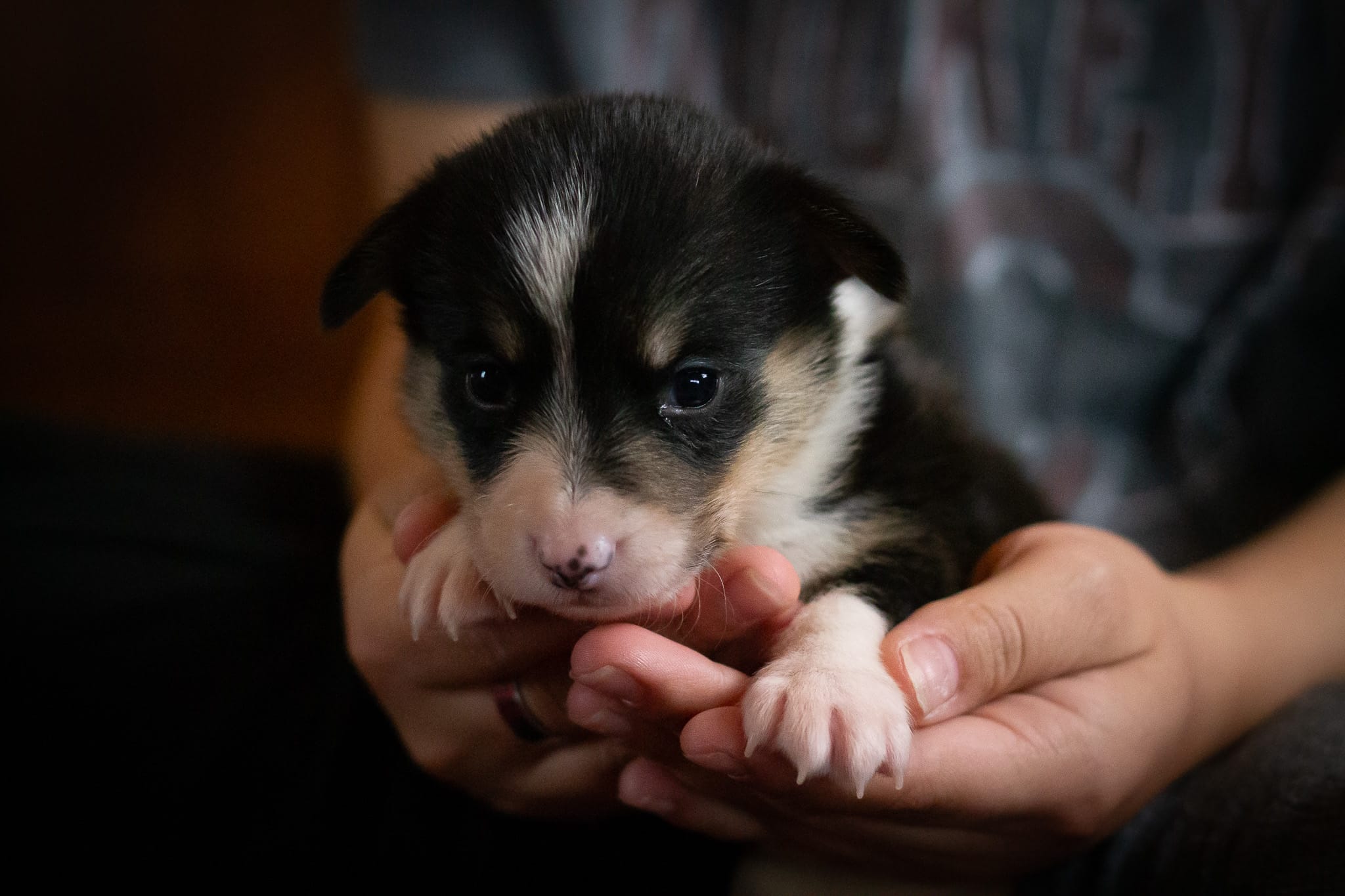 Ivy – Pembroke Welsh Corgi puppy for sale in Dundee, OH