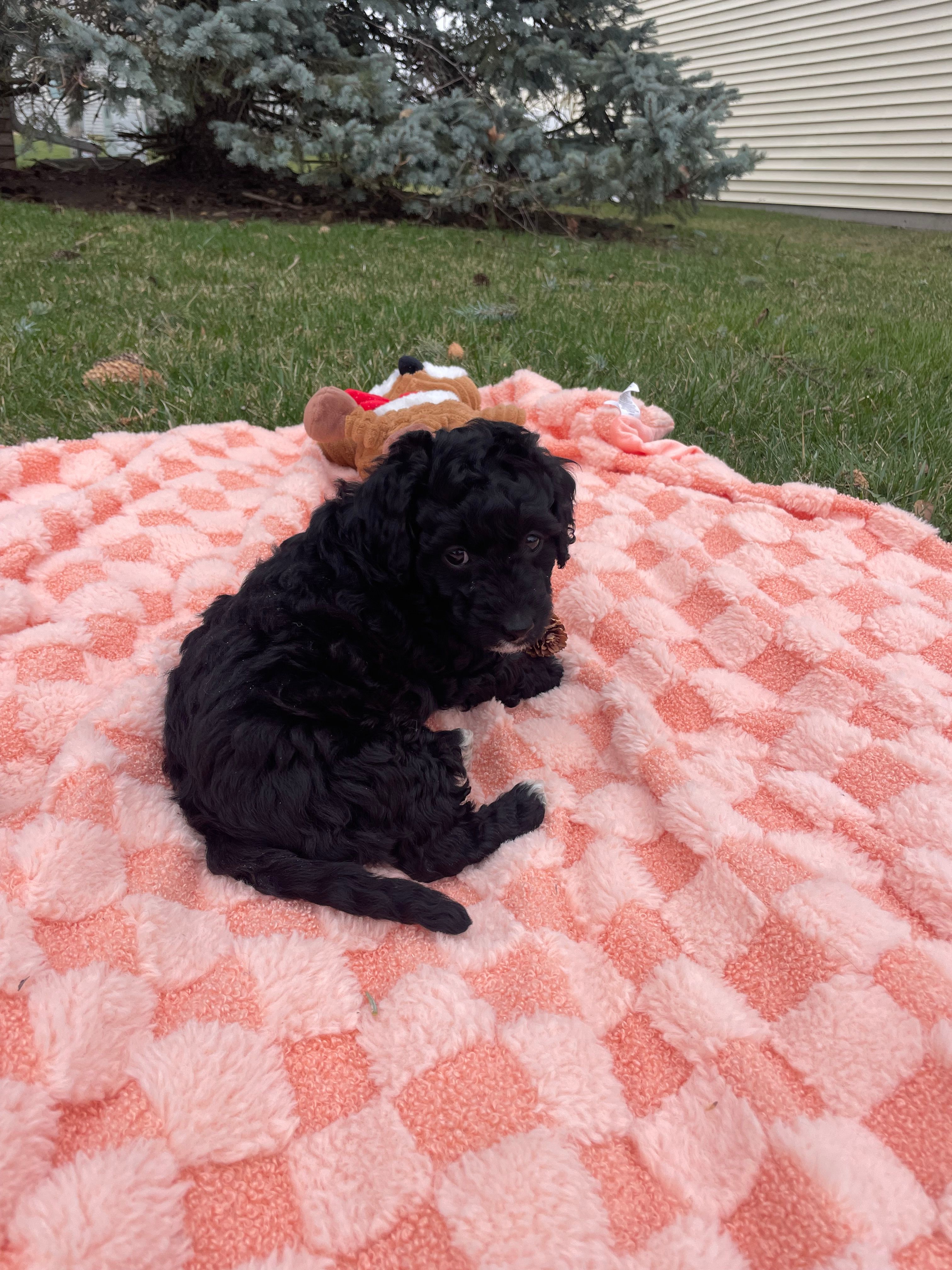 Shadow – Miniature Labradoodle puppy for sale in Grabill, IN
