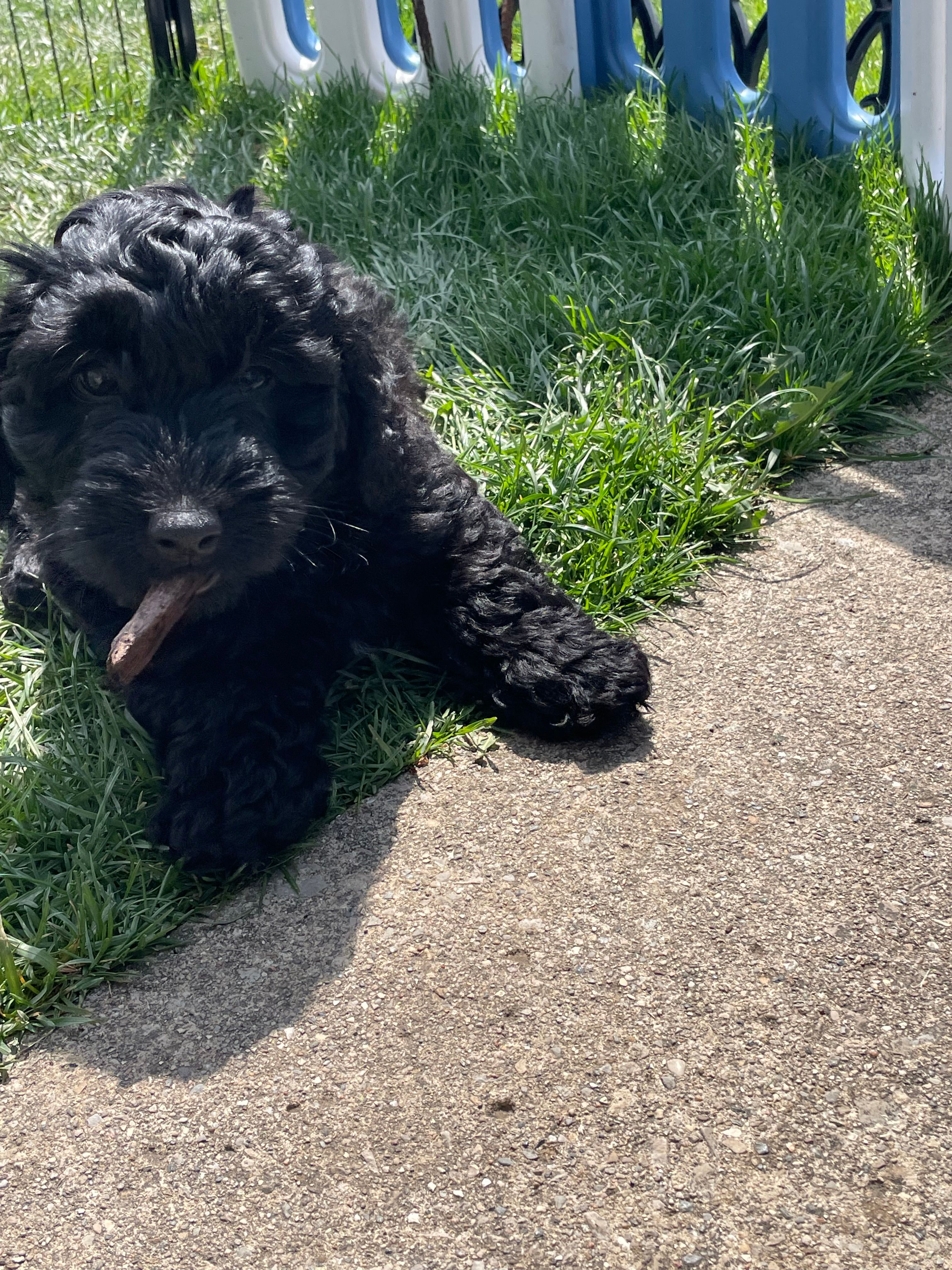 Shadow – Miniature Labradoodle puppy for sale in Grabill, IN