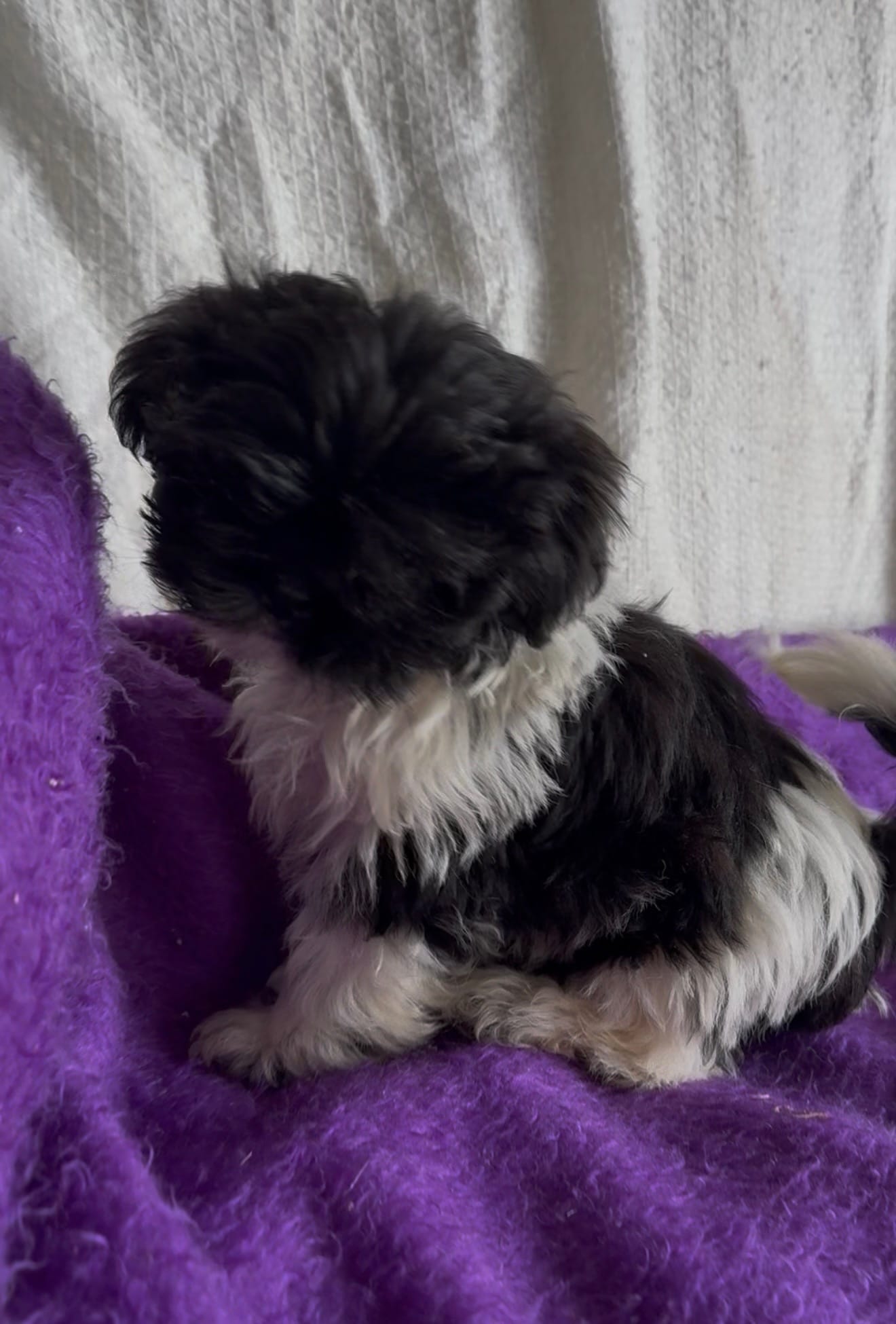 Karl – Shih Tzu puppy for sale in Knoxville, IA