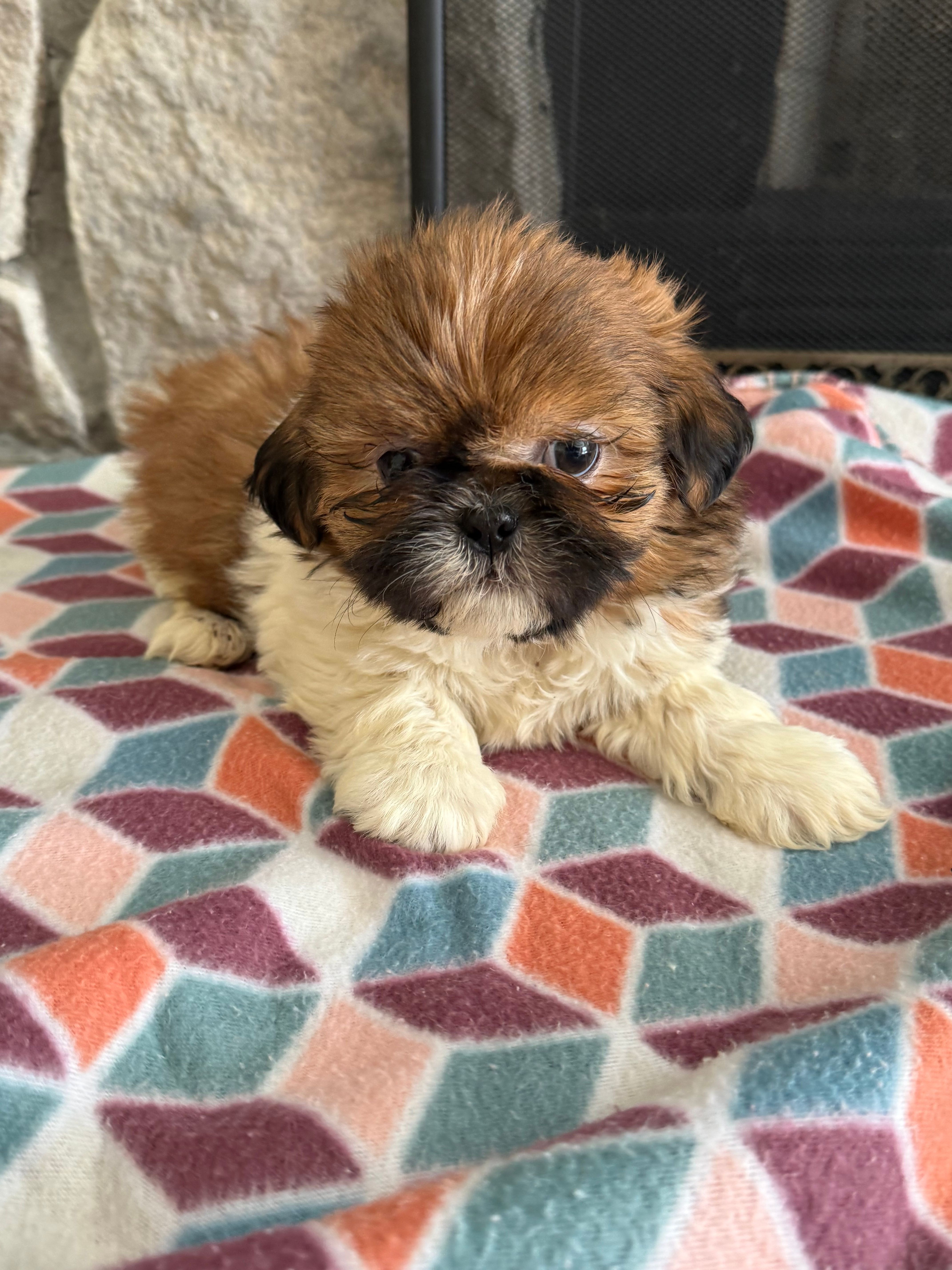 Zoro – Shih Tzu puppy for sale in Knoxville, IA