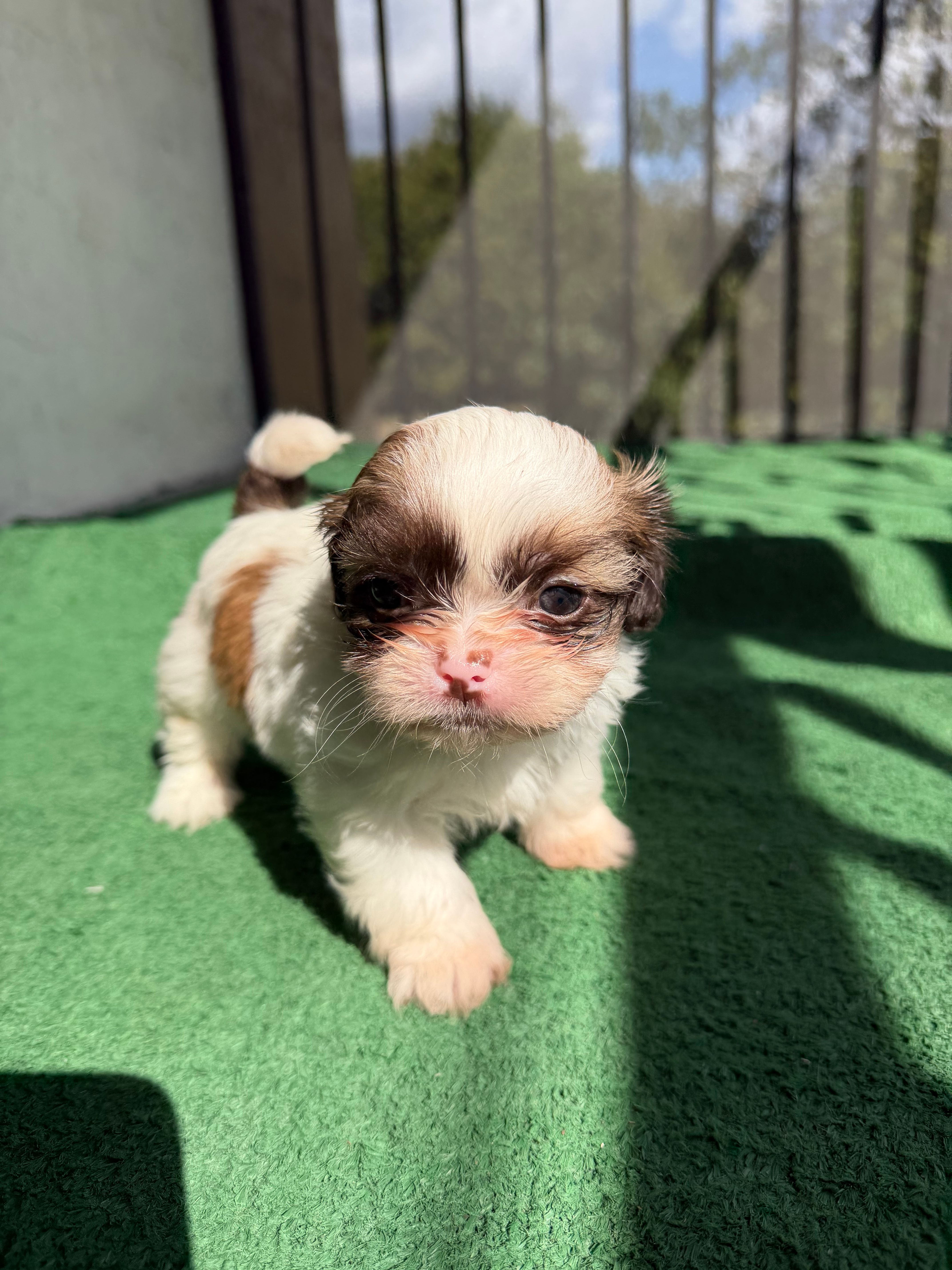 Buddy blue  – Shih Tzu puppy for sale in Miami, FL