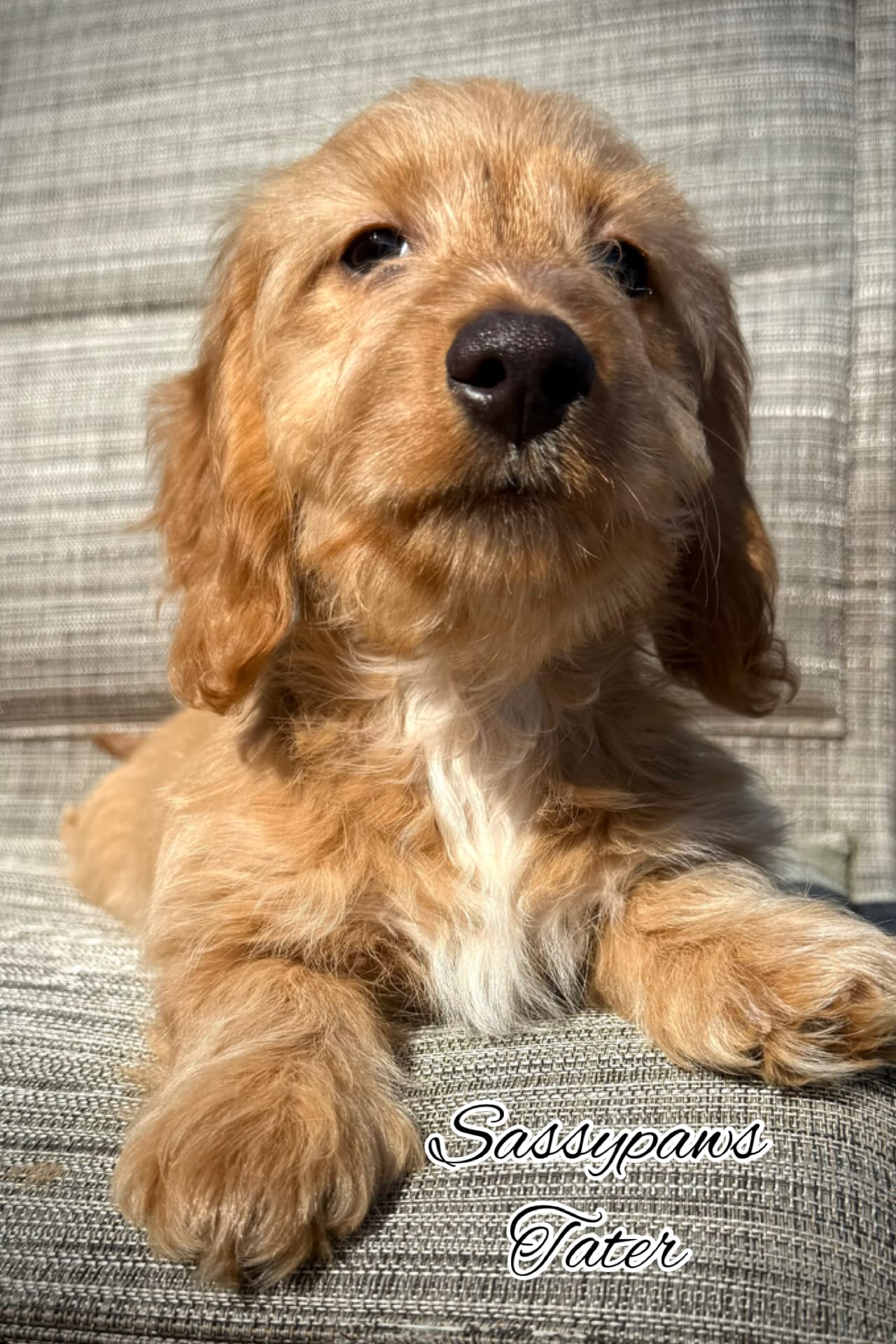 Tater – Dachshund puppy for sale in Findlay, OH