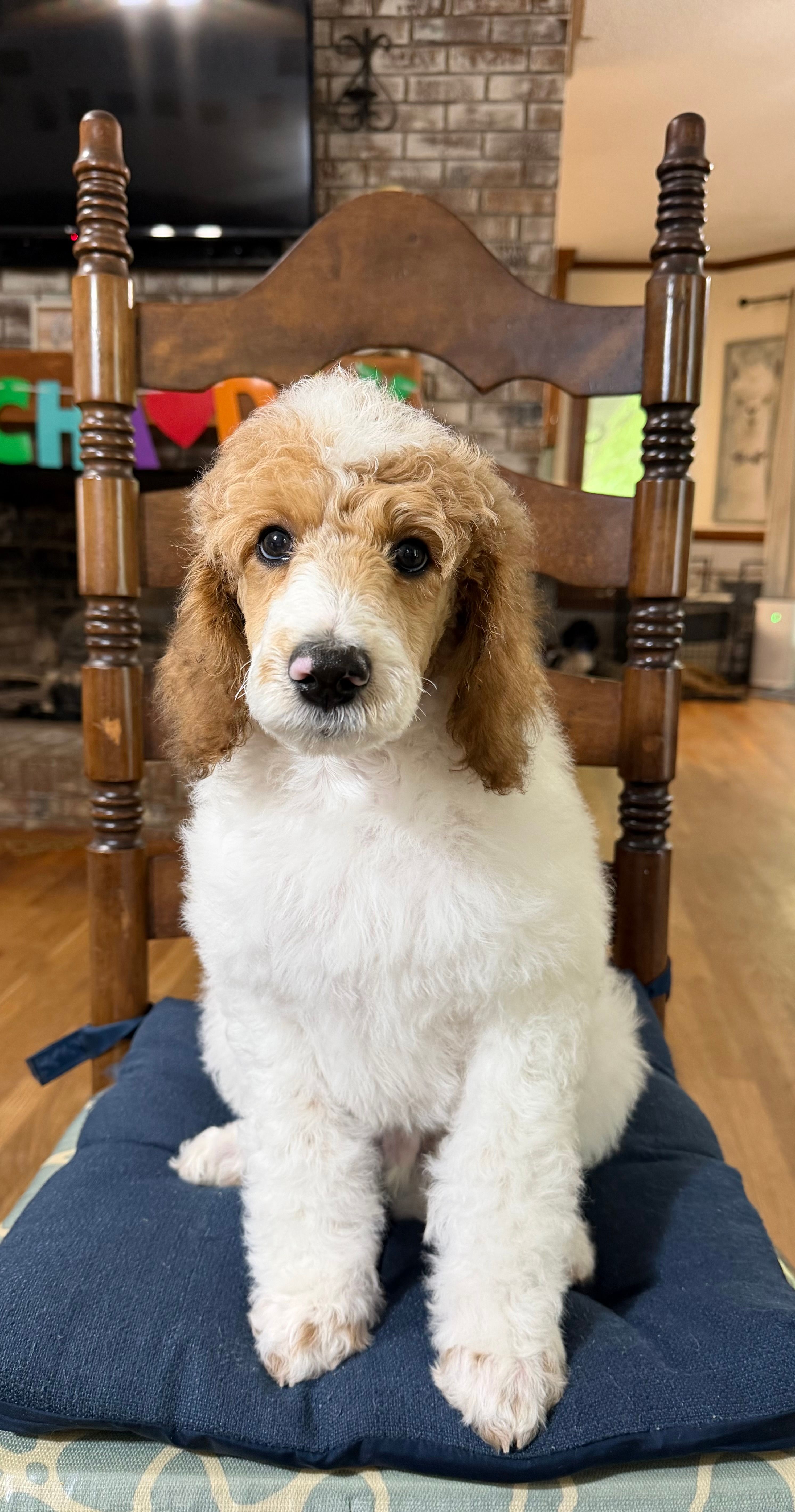 Avocado (grizzle Parti) – Poodle - Standard  puppy for sale in Zebulon, NC