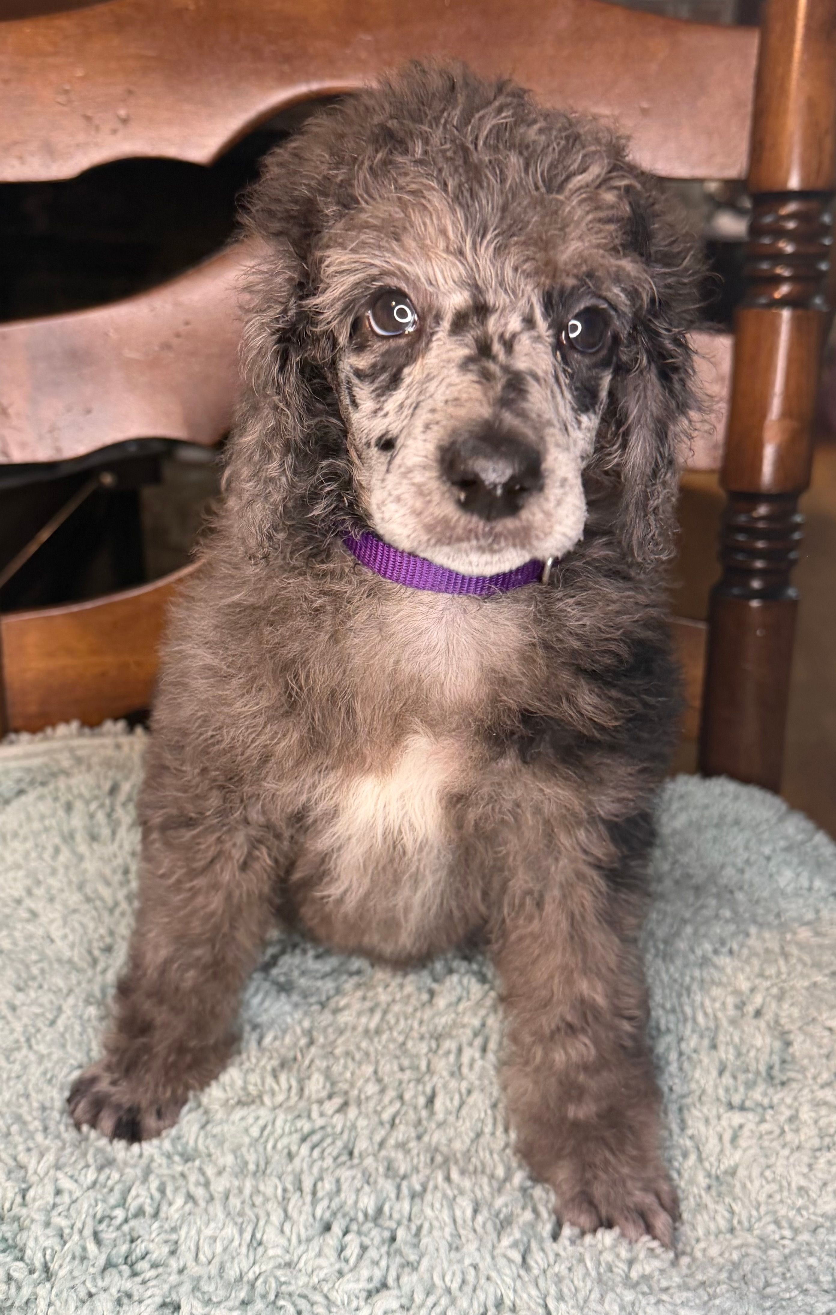 Sweet Pea – Poodle - Standard  puppy for sale in Zebulon, NC